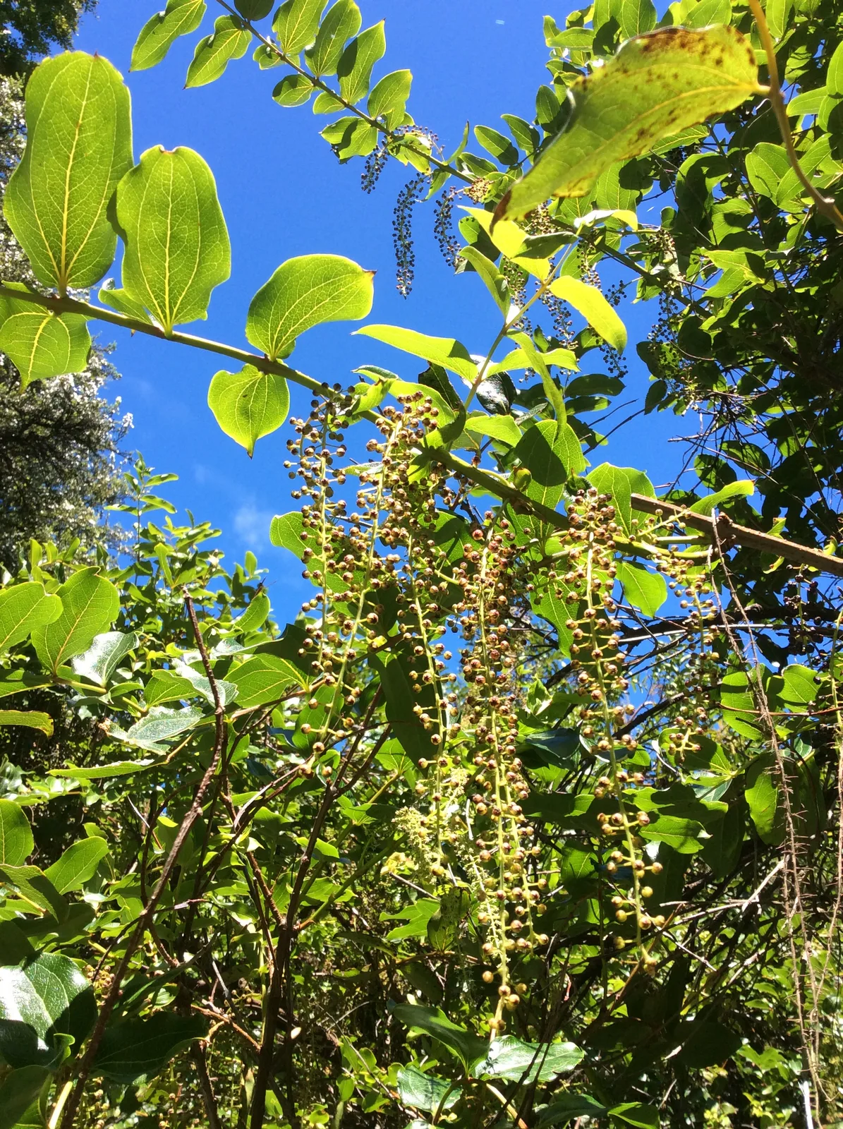 Tree Tutu (Coriaria arborea)