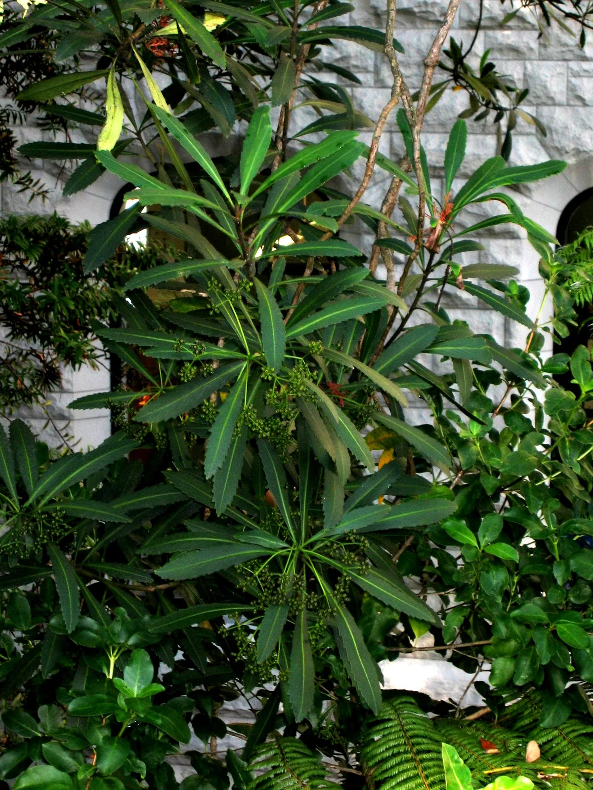 Lancewood (Pseudopanax crassifolius)