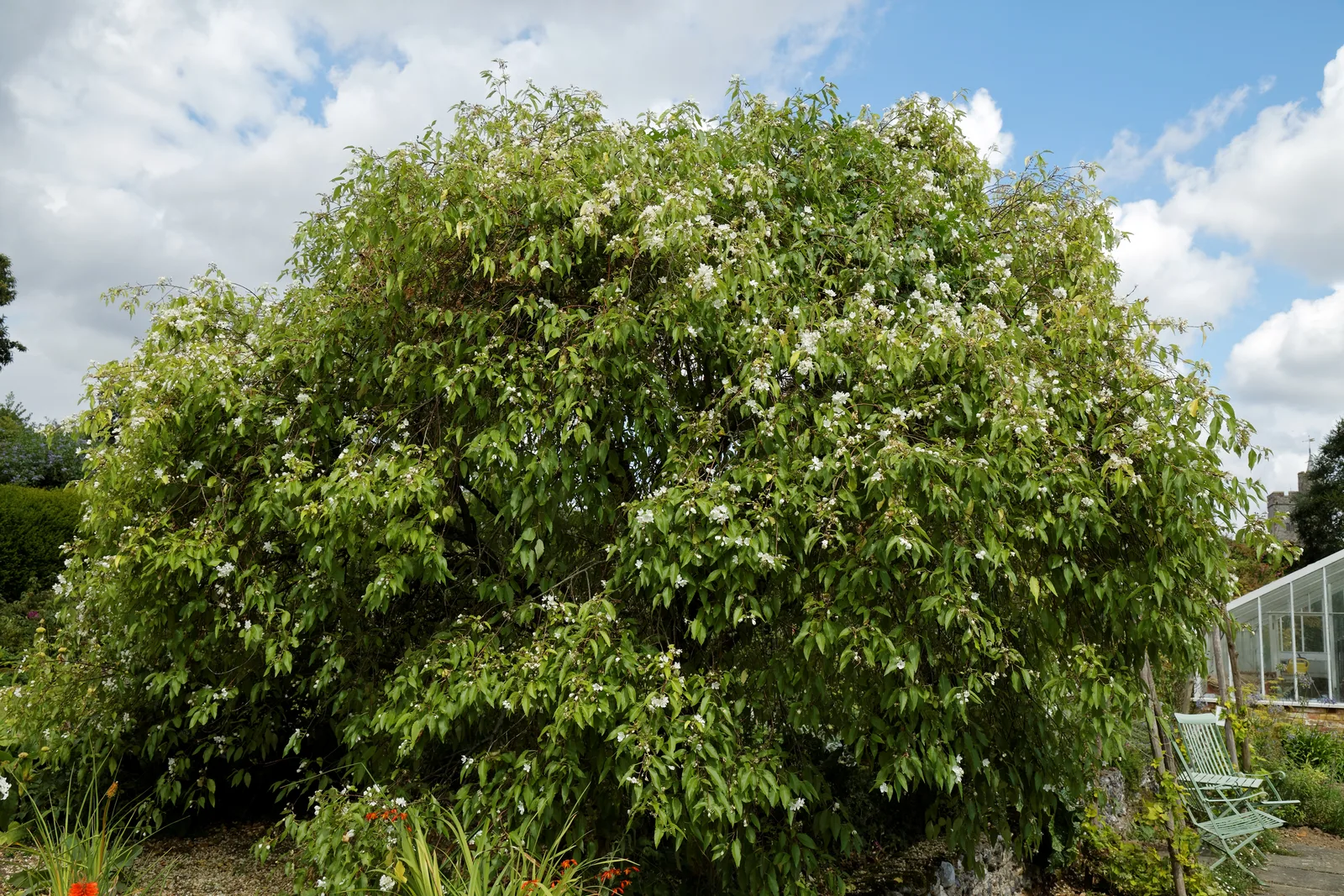 Lacebark (Hoheria populnea)