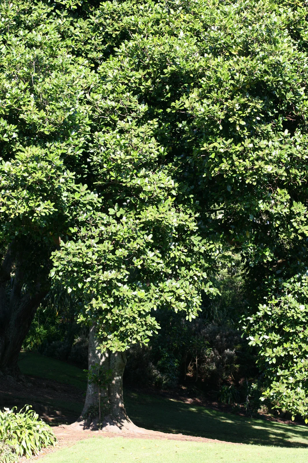 Karaka