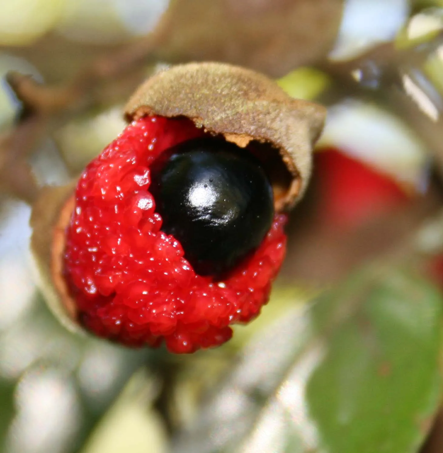 Titoki (Alectryon excelsus)