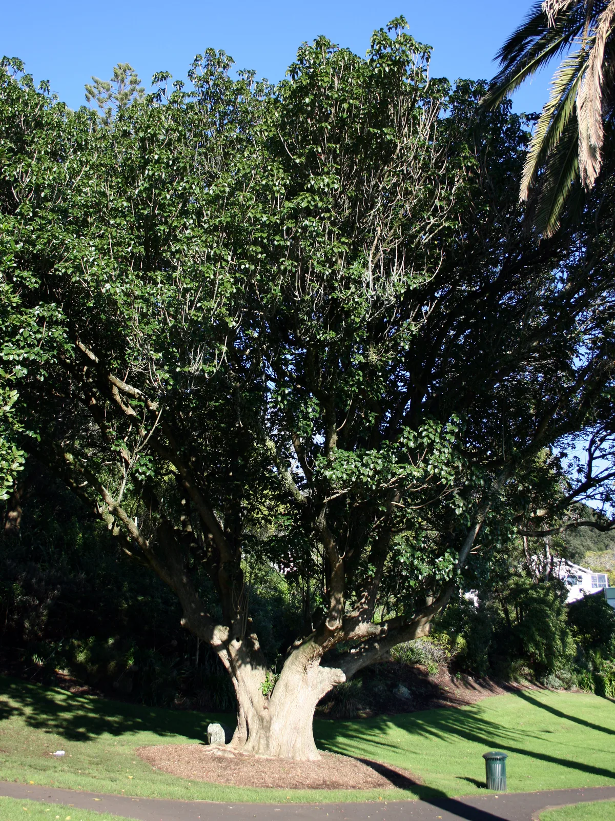 Puriri