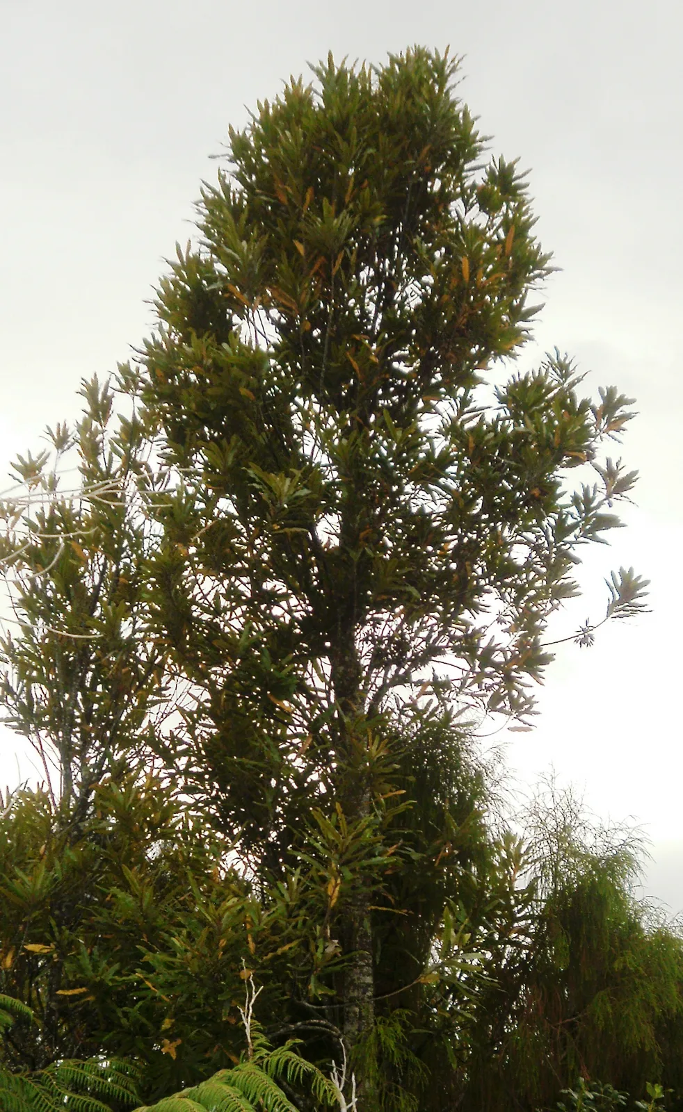 Rewarewa (Knightia excelsa)