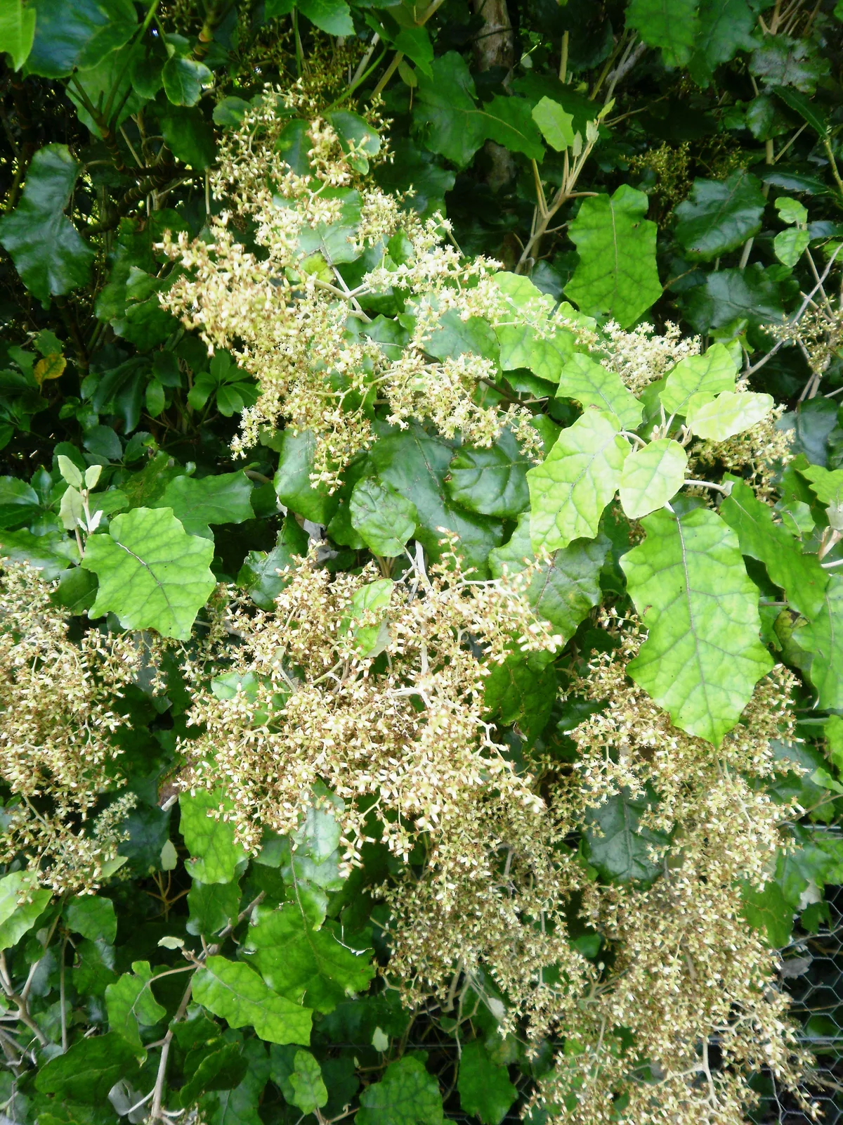 Rangiora (Brachyglottis repanda)