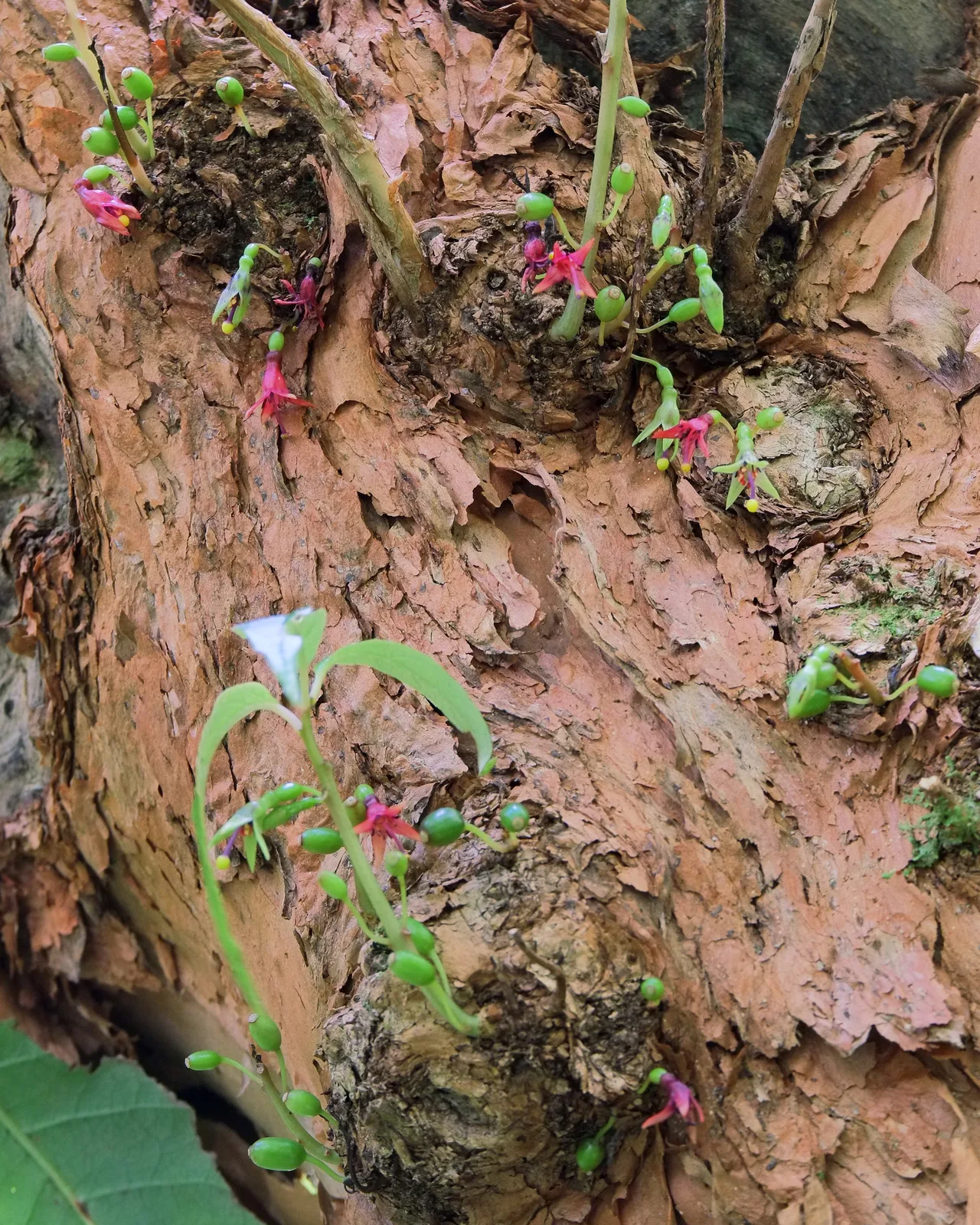 Tree Fuchsia