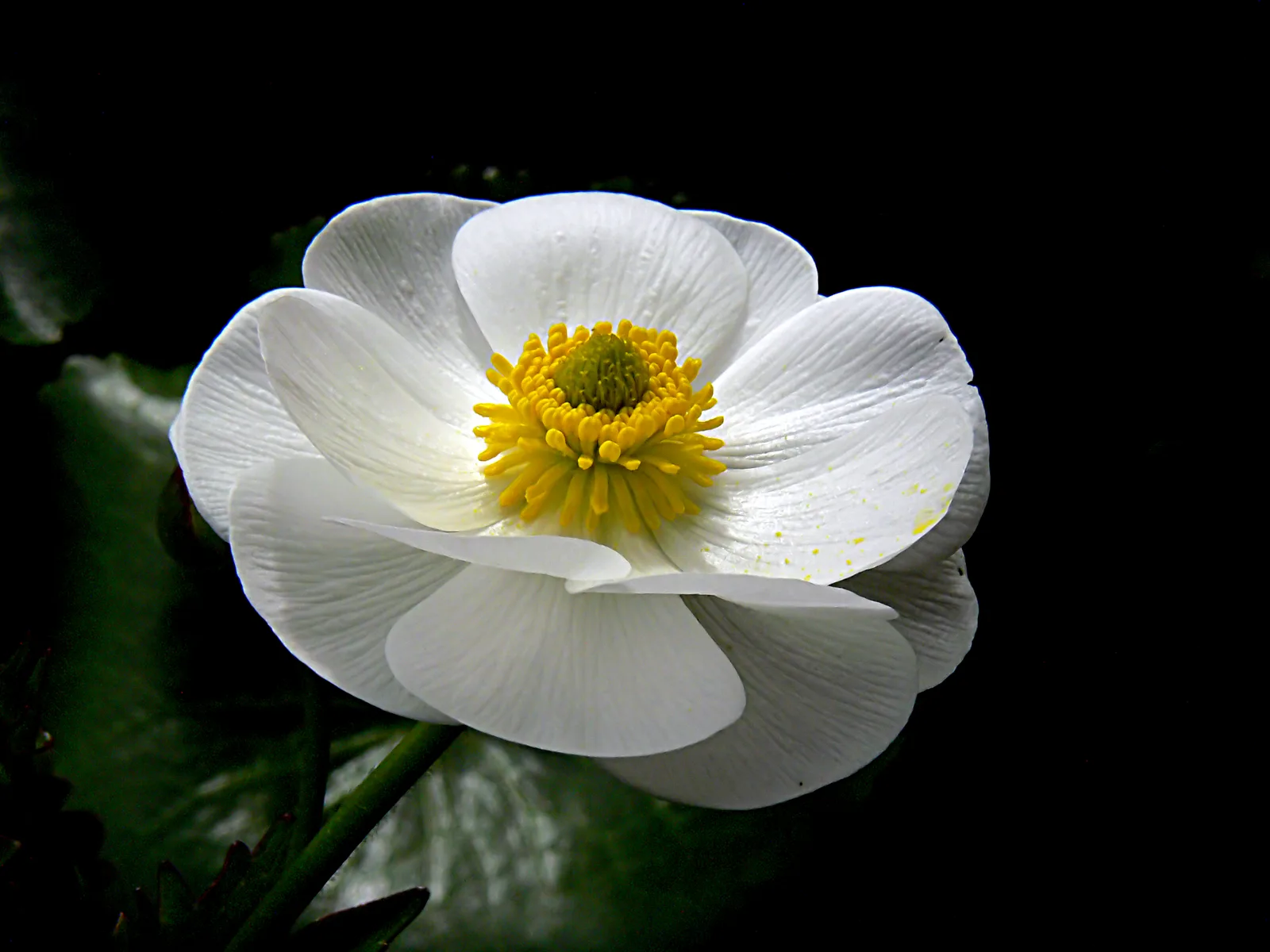 Mount Cook Lily
