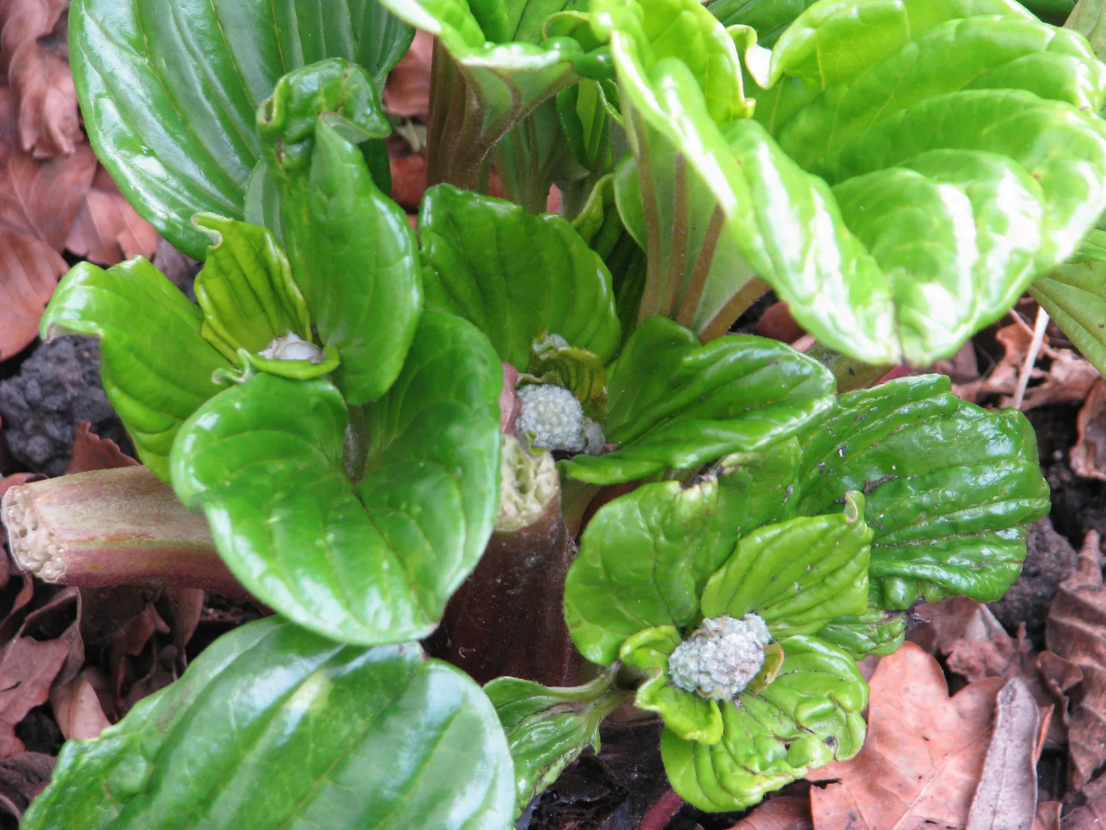 Chatham Island Forget-me-not