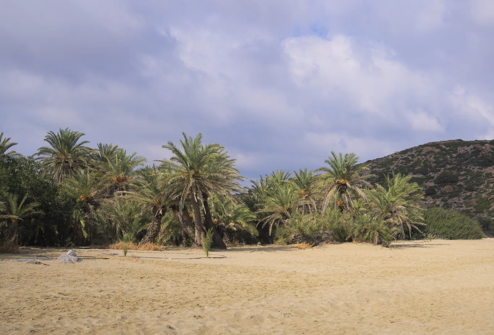 Cretan Date Palm (Phoenix theophrasti)