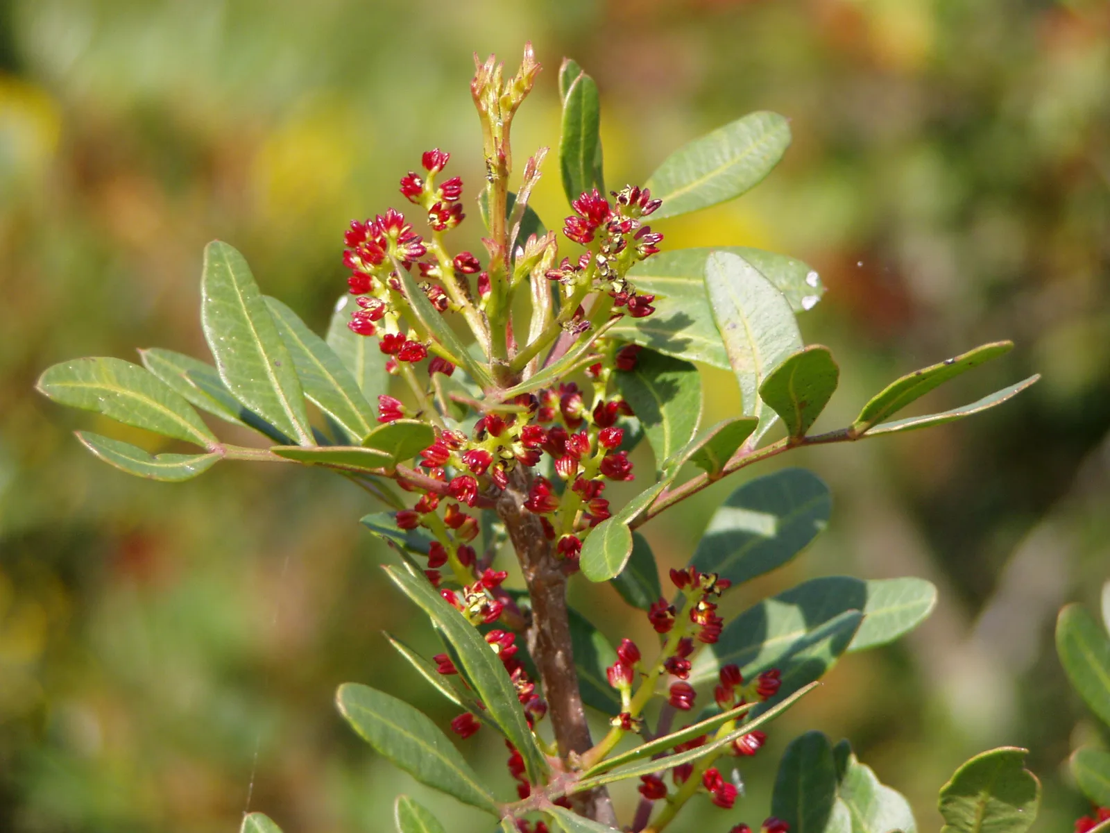 Mastic Tree