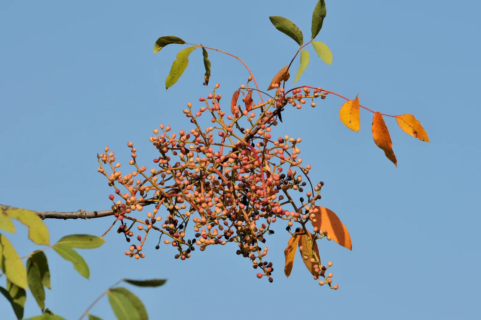 Terebinth (Pistacia terebinthus)