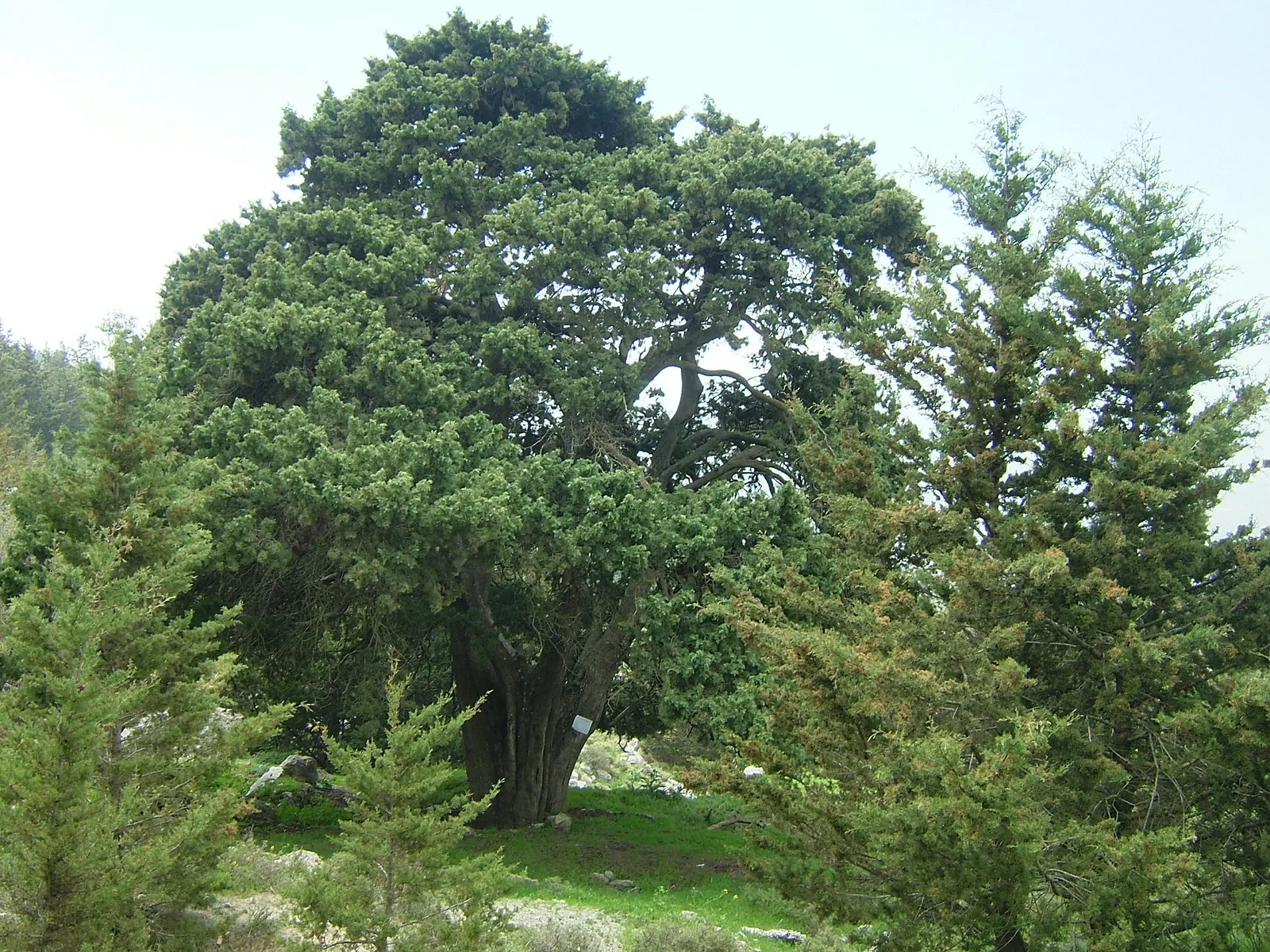 Mediterranean Cypress (Cupressus sempervirens)