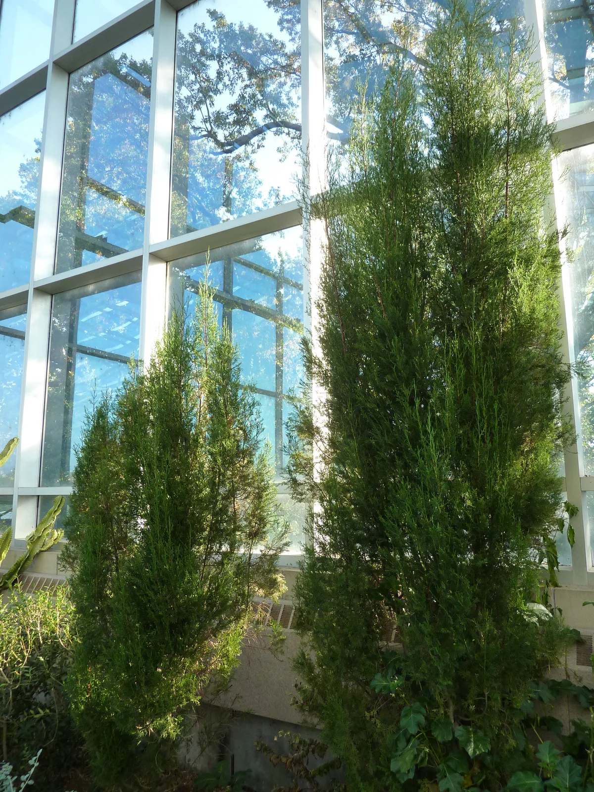 Saharan Cypress