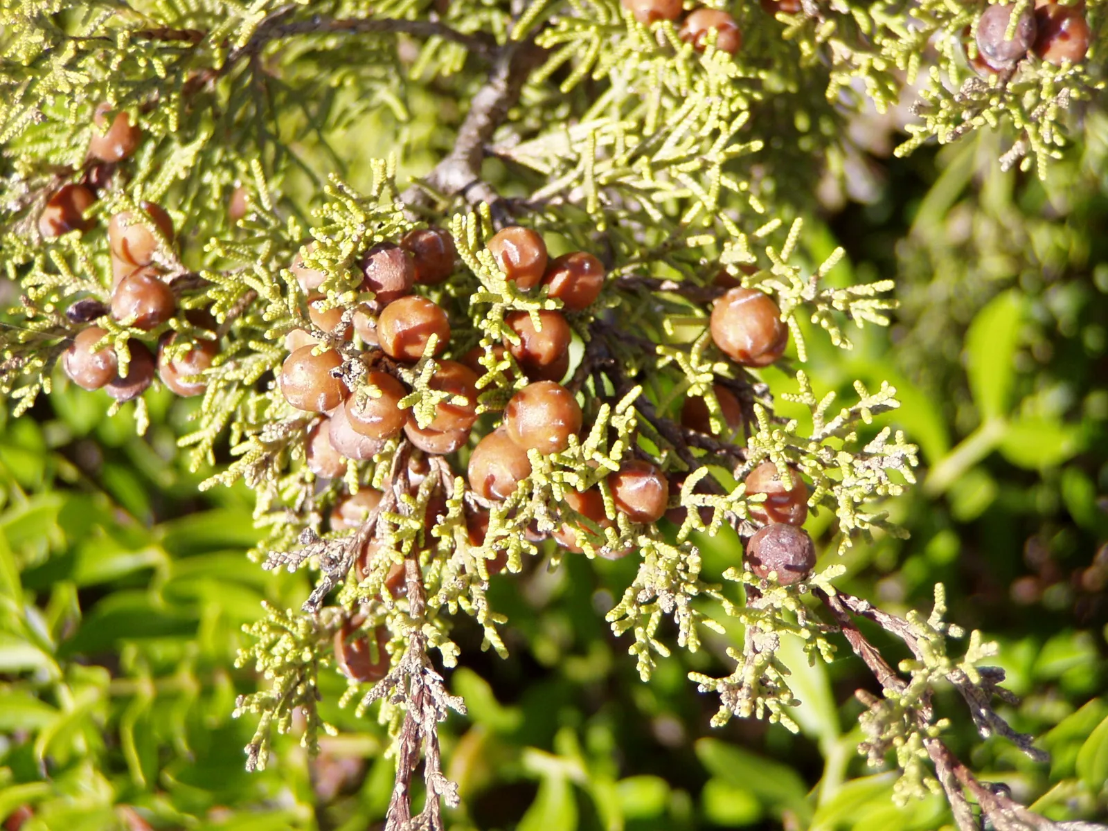 Phoenician Juniper (Juniperus phoenicea)