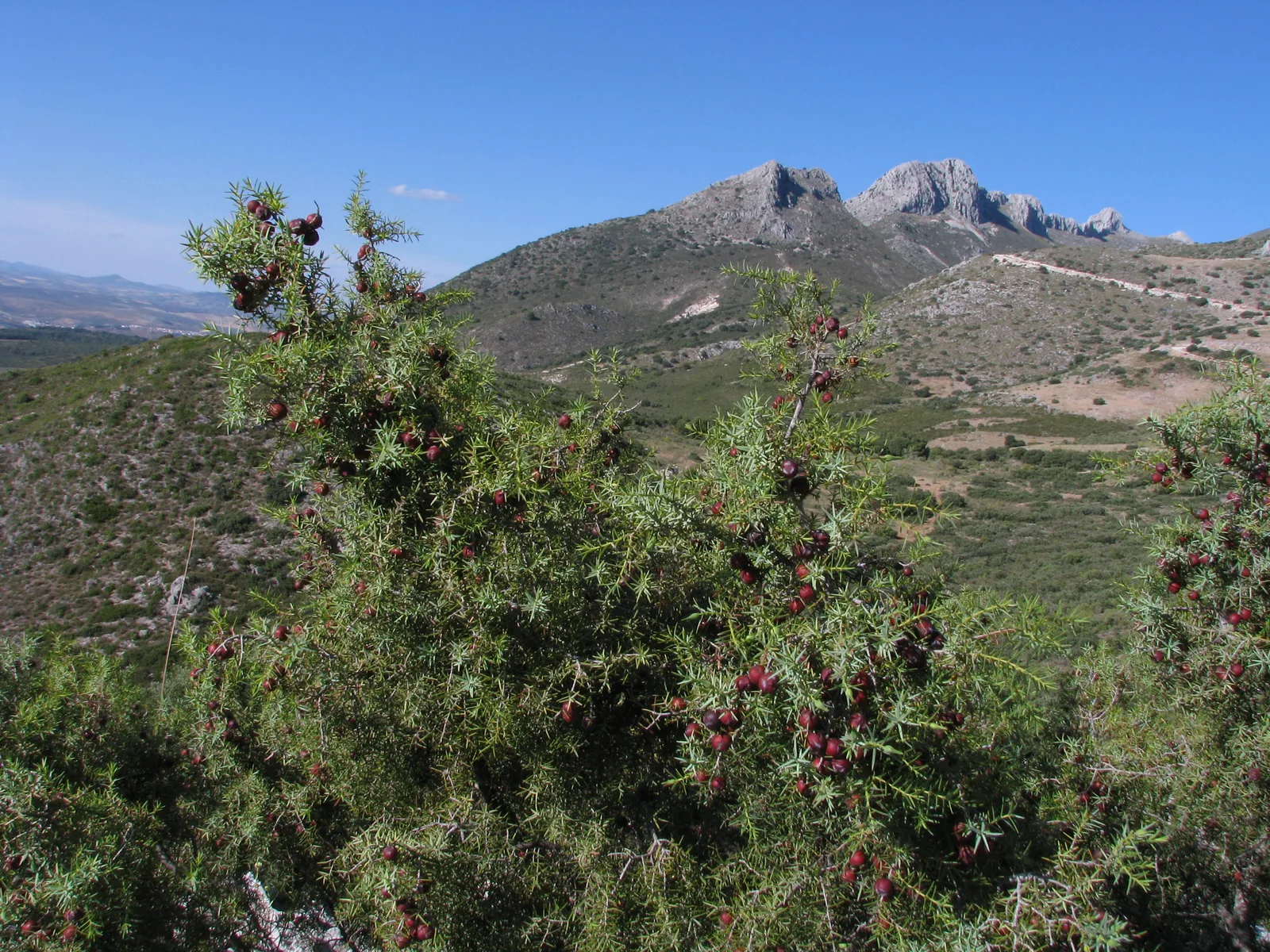 Prickly Juniper (Juniperus oxycedrus)