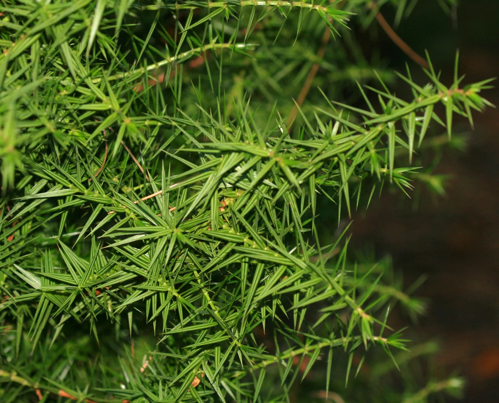 Syrian Juniper