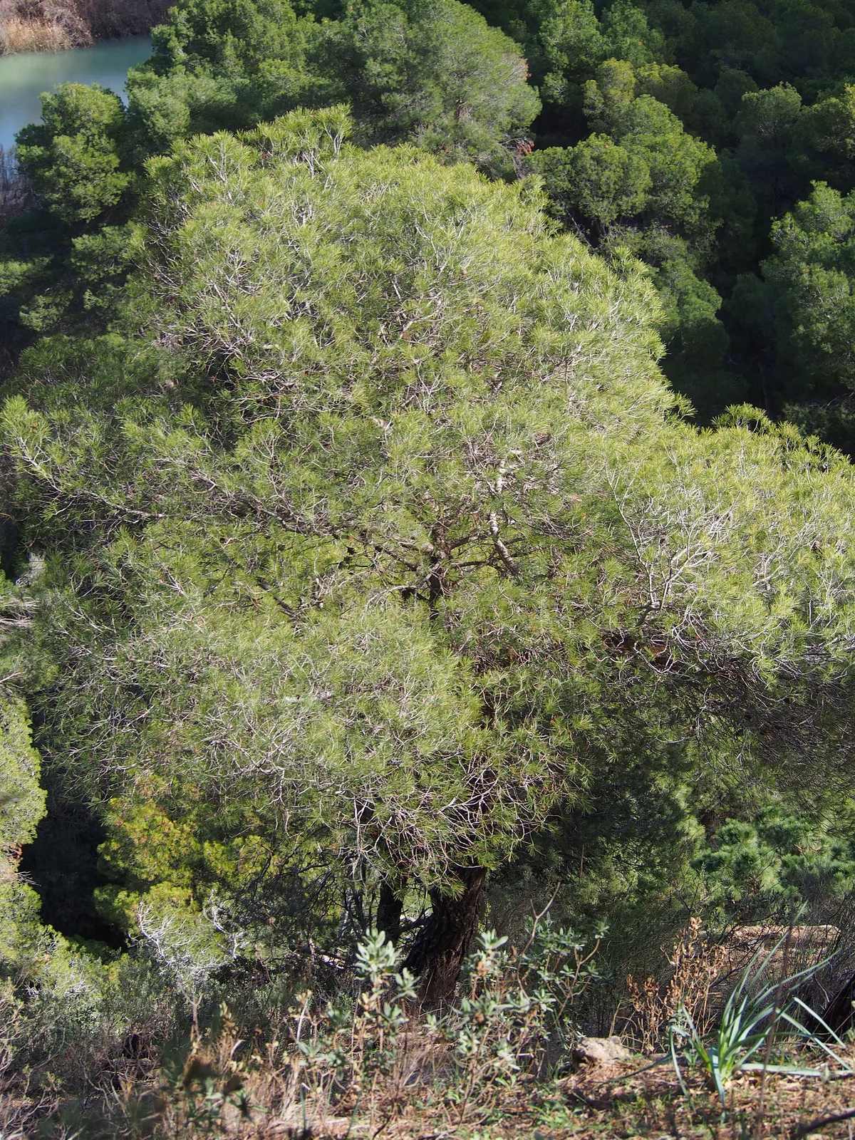 Aleppo Pine