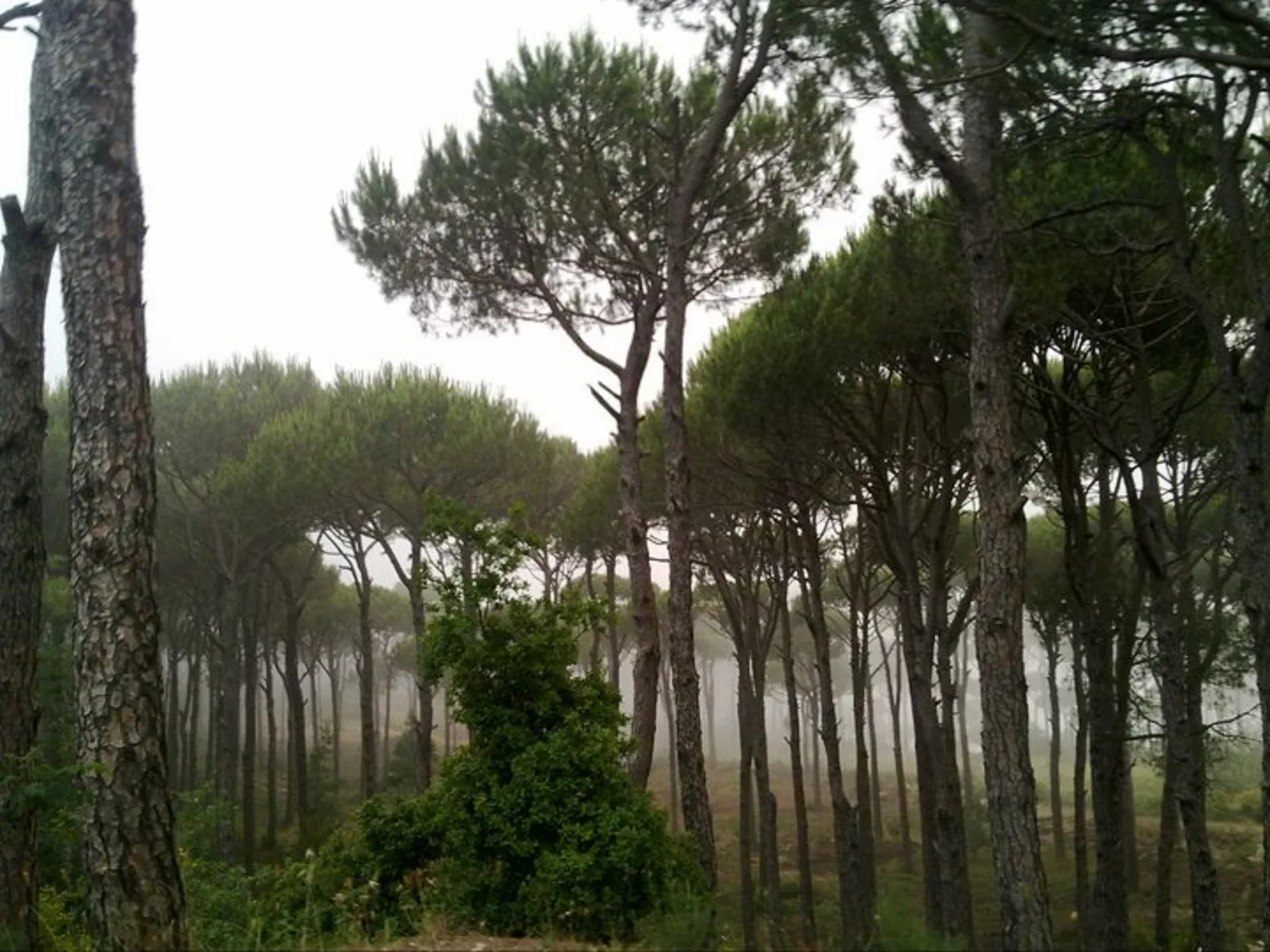 Stone Pine