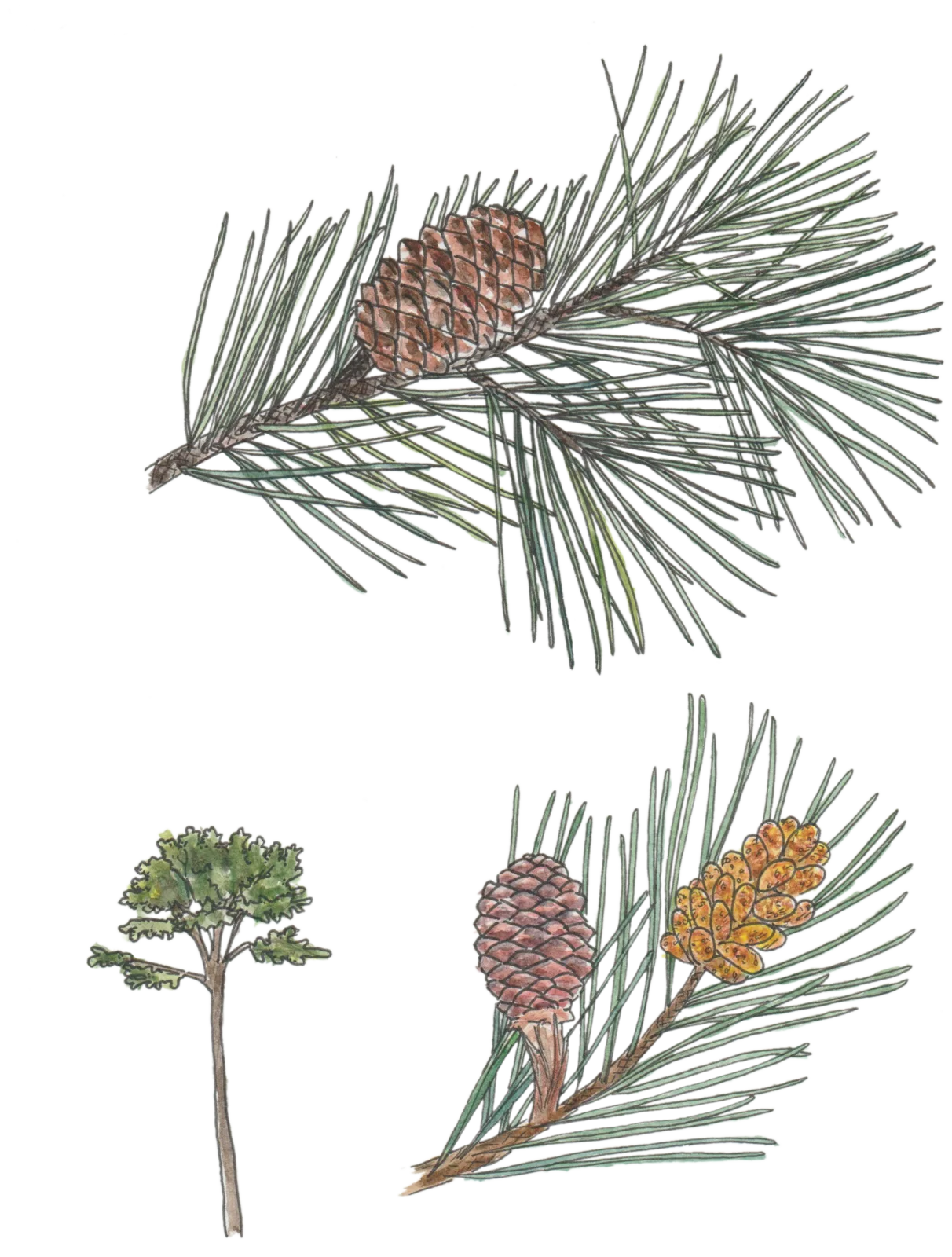 Maritime Pine