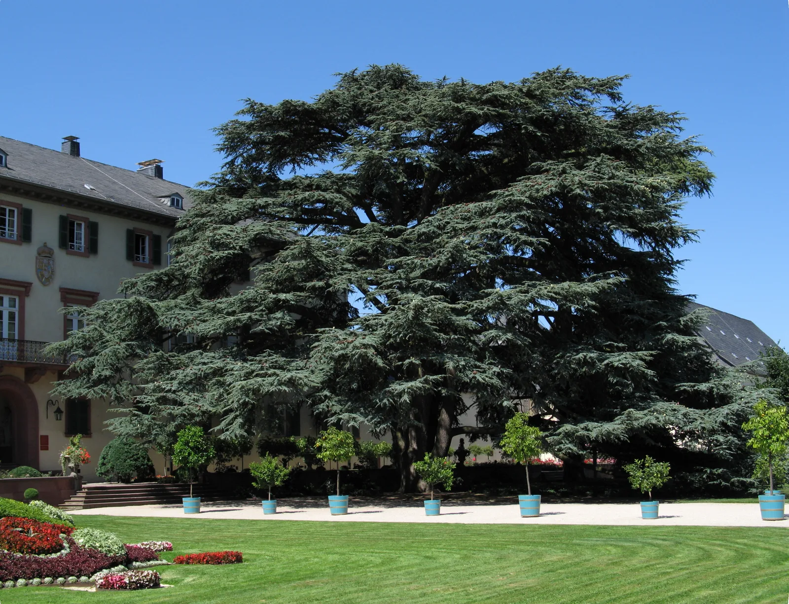 Lebanon Cedar