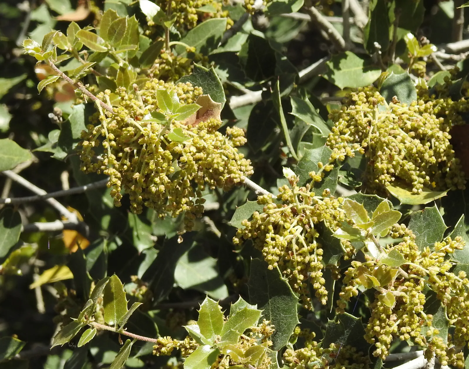 Kermes Oak (Quercus coccifera)