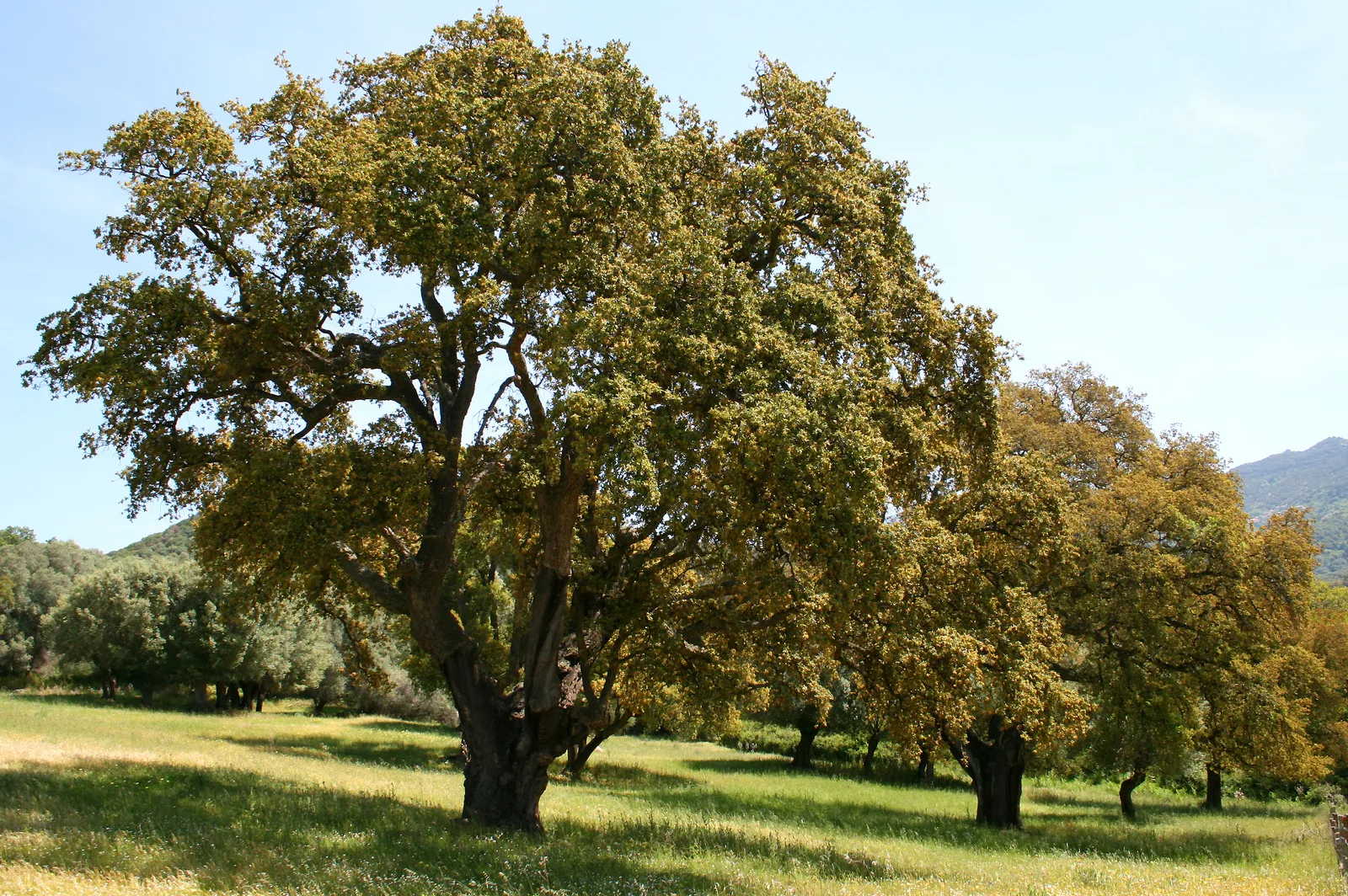 Cork Oak (Quercus suber)
