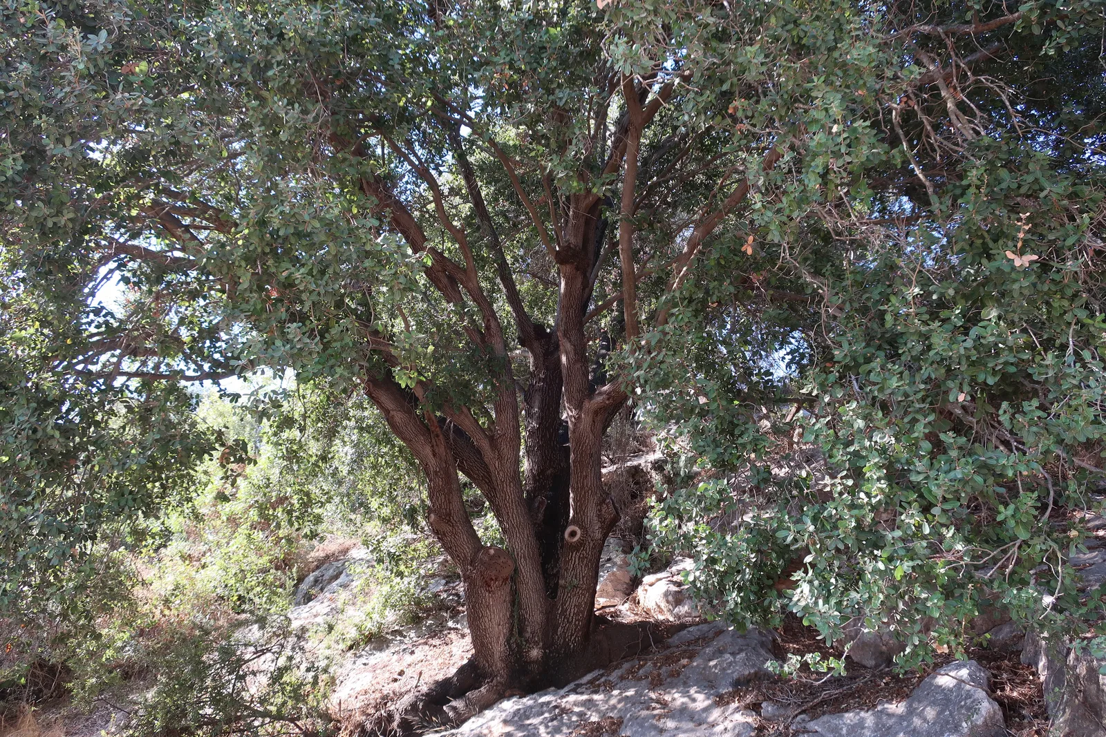 Palestine Oak (Quercus calliprinos)