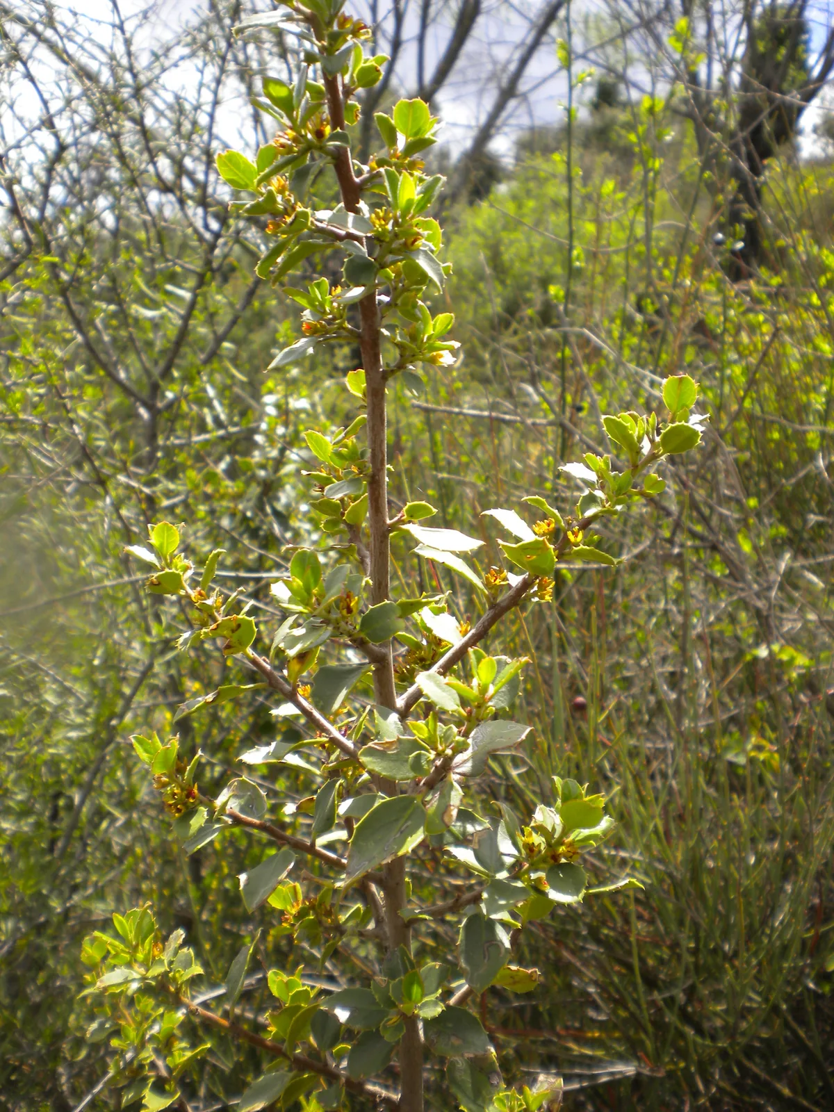 Mediterranean Buckthorn