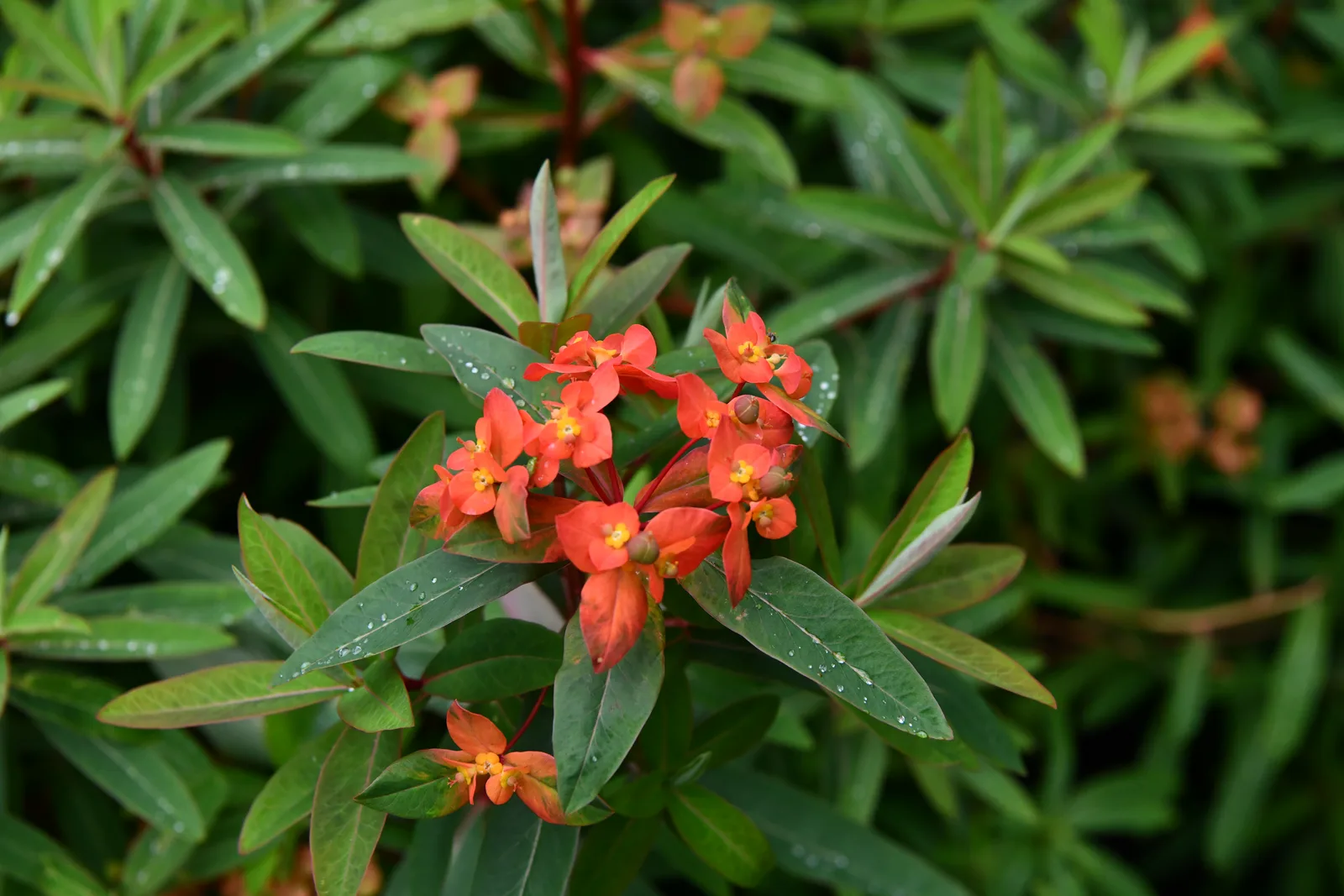 Tree Spurge (Euphorbia dendroides)