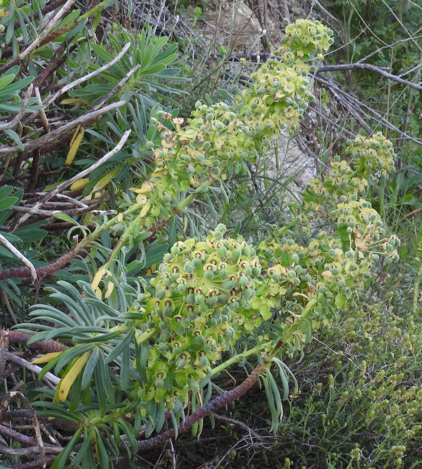 Mediterranean Spurge (Euphorbia characias)
