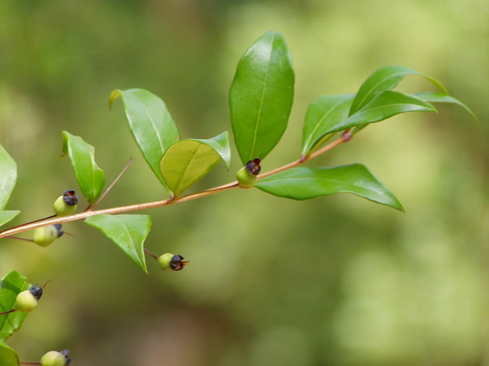 Myrtle (Myrtus communis)