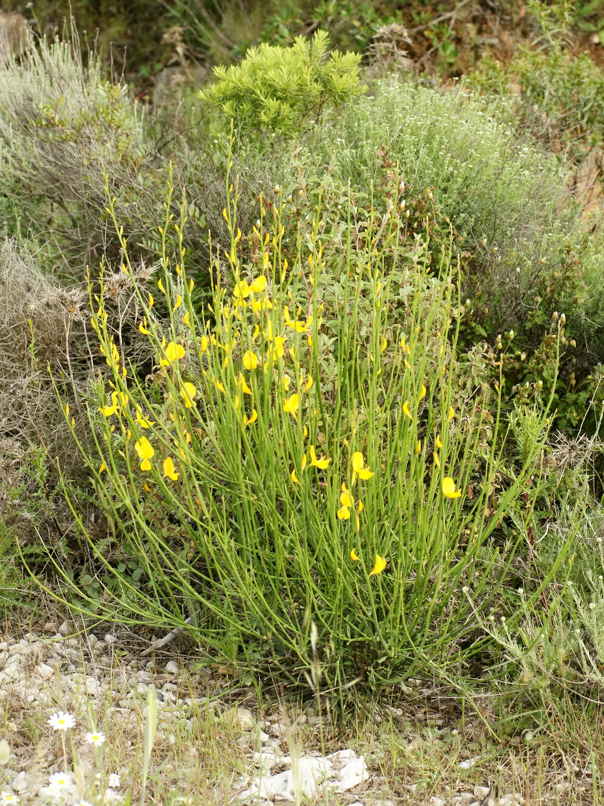 Spanish Broom