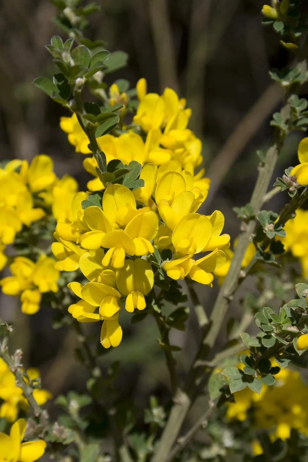 French Broom (Genista monspessulana)