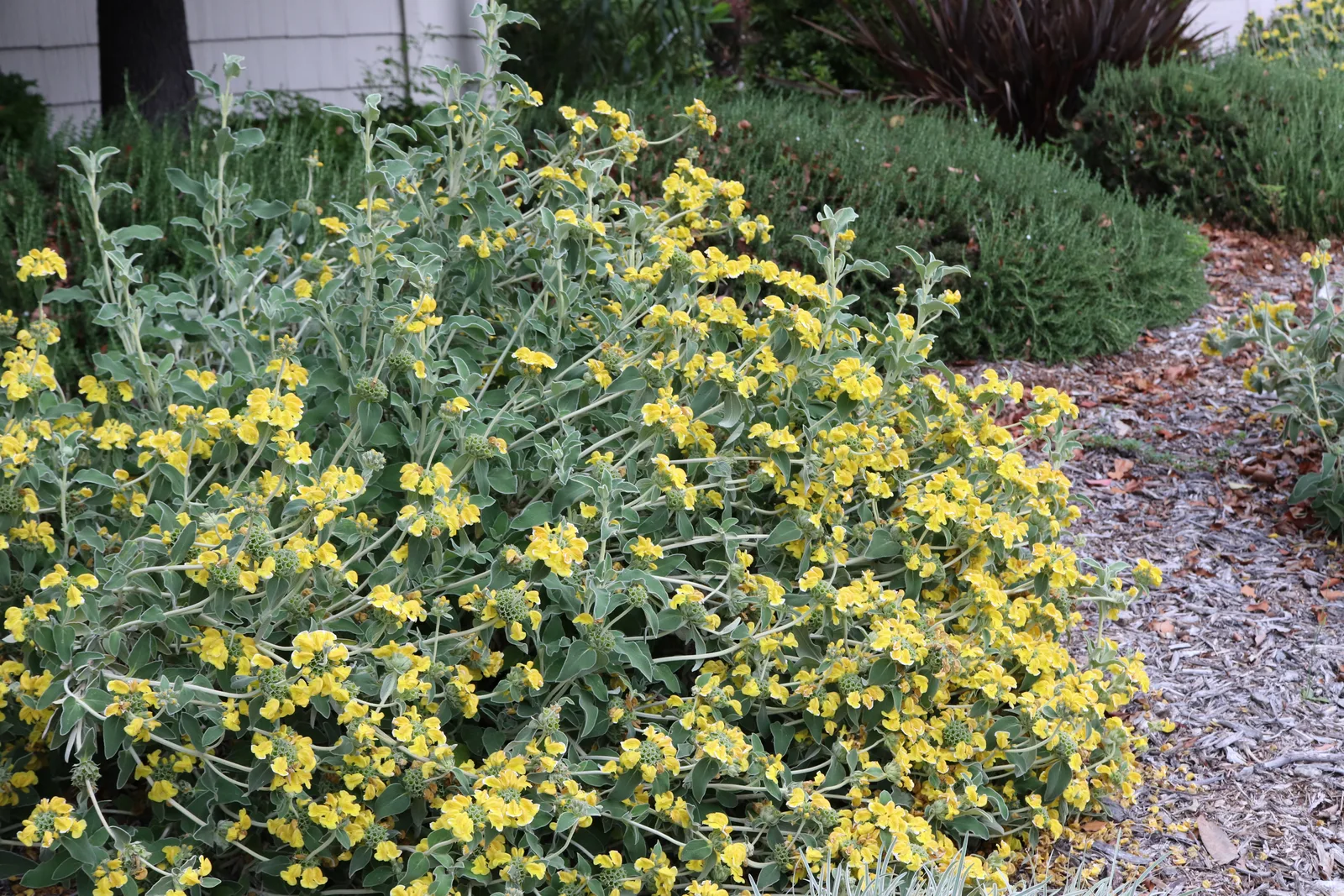 Jerusalem Sage (Phlomis fruticosa)