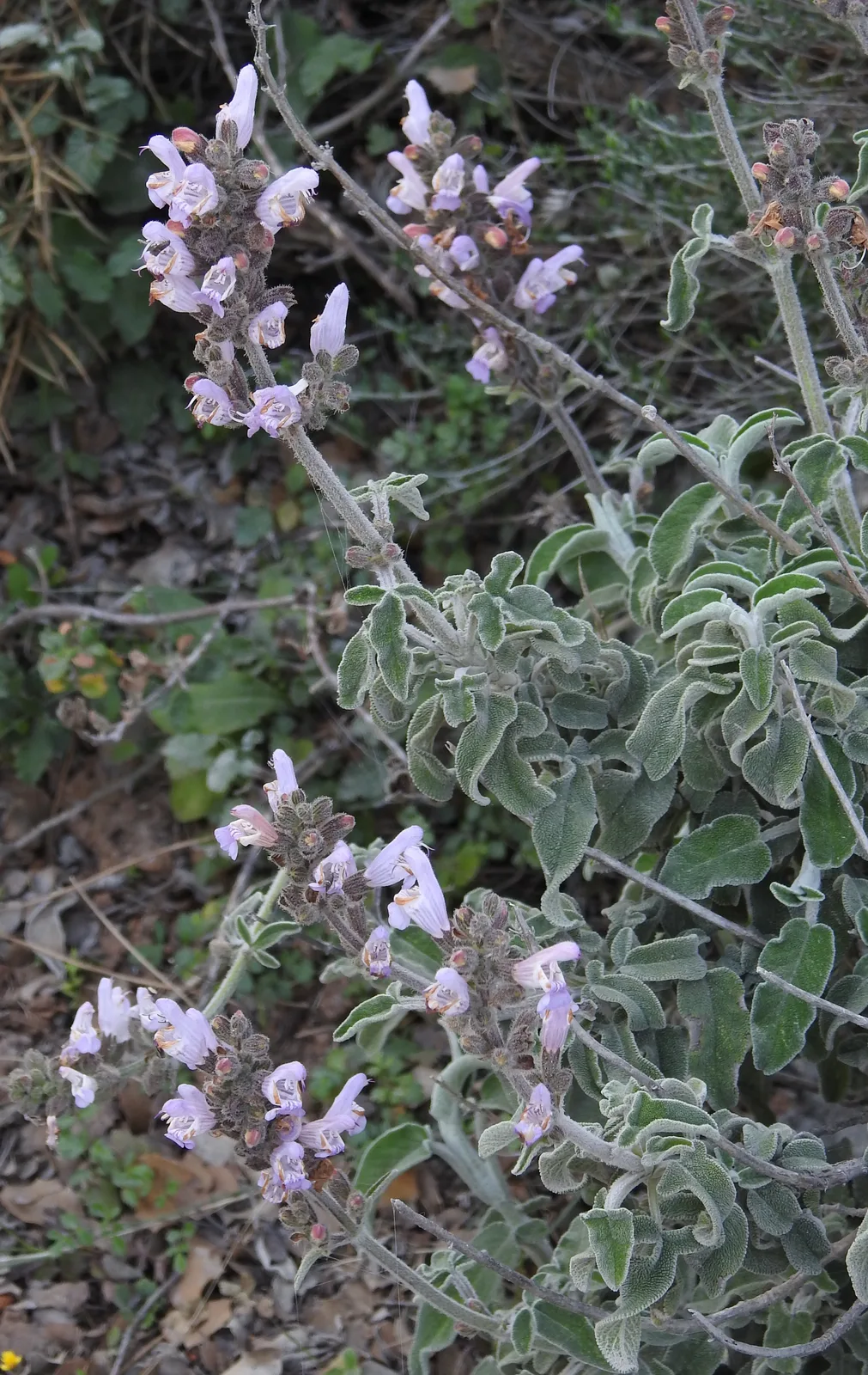 Greek Sage (Salvia fruticosa)