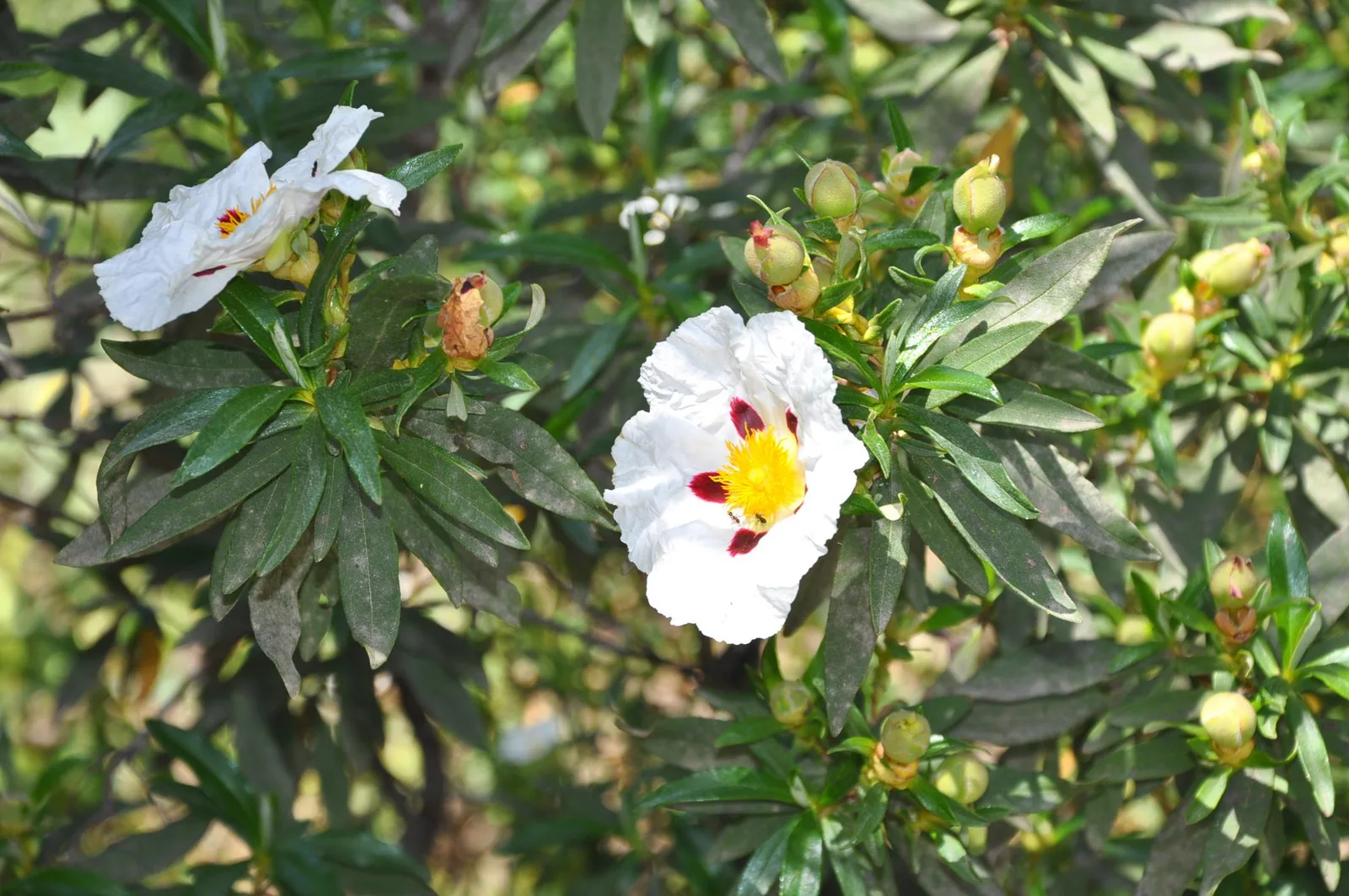 Gum Rockrose (Cistus ladanifer)
