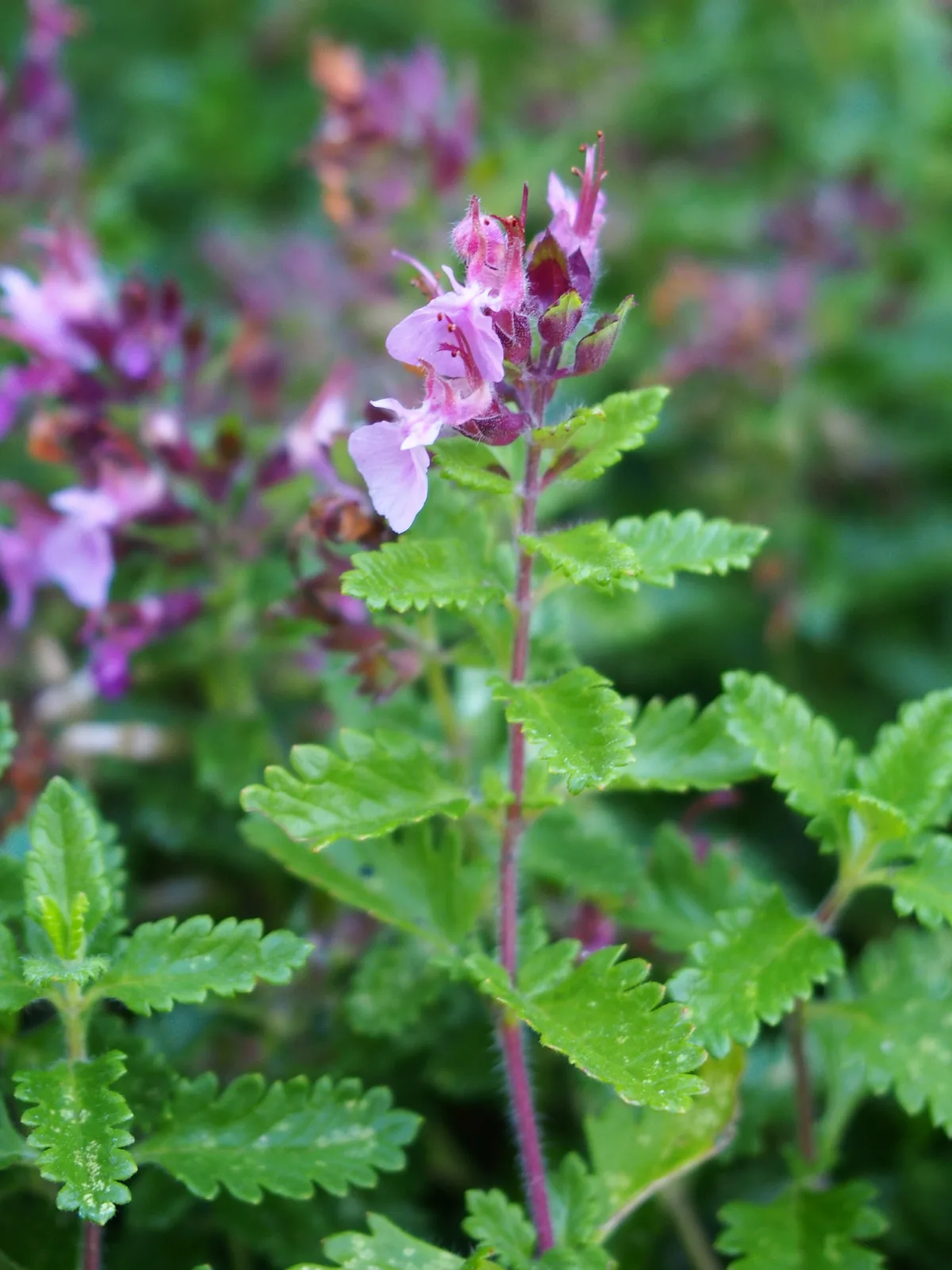 Wall Germander (Teucrium chamaedrys)