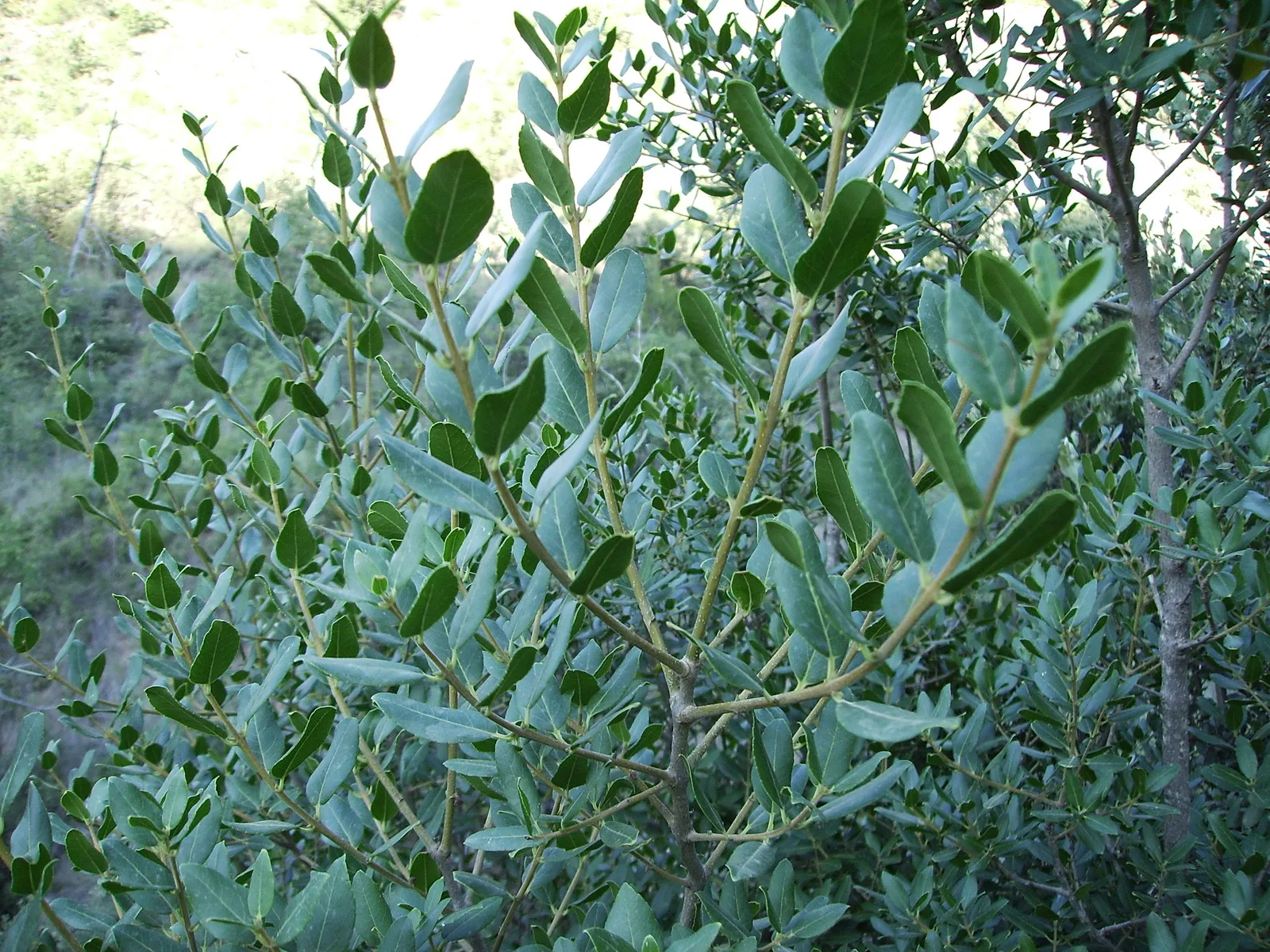 Phillyrea (Phillyrea latifolia)