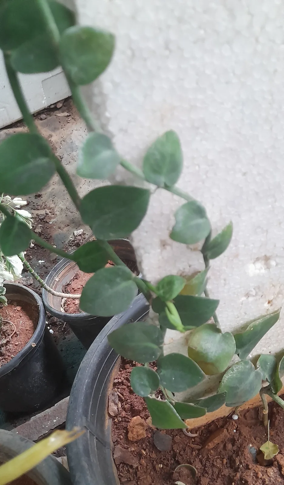 Shingle Plant (Rhaphidophora hayi)