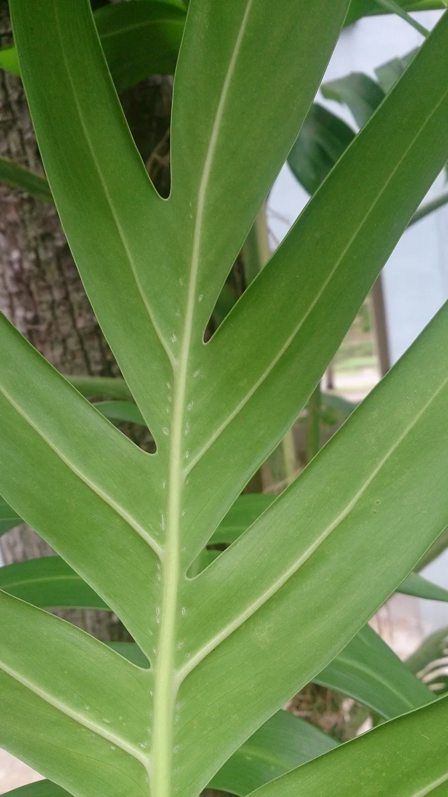 Dragon Tail Plant (Epipremnum pinnatum)