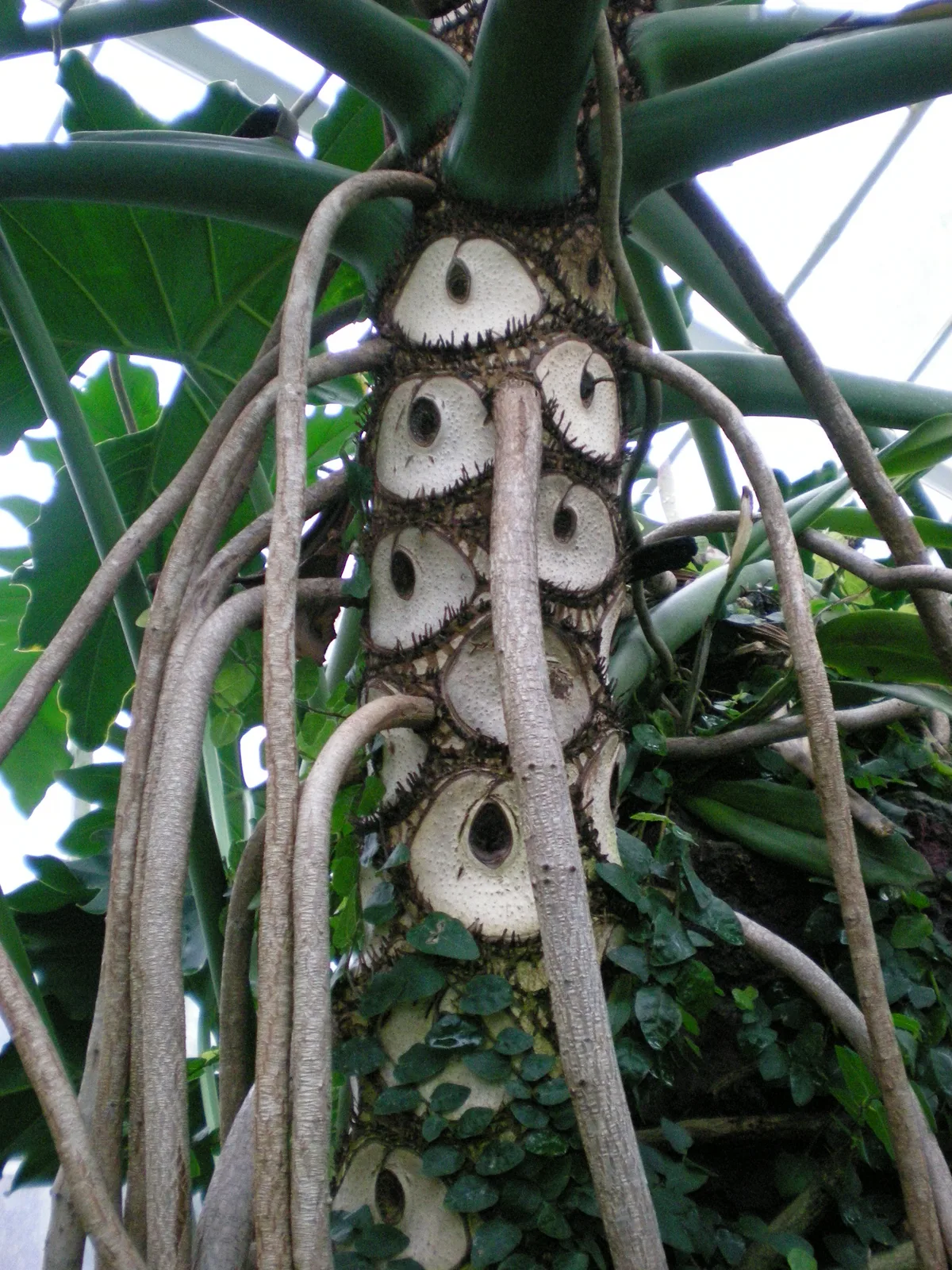 Tree Philodendron (Thaumatophyllum bipinnatifidum)