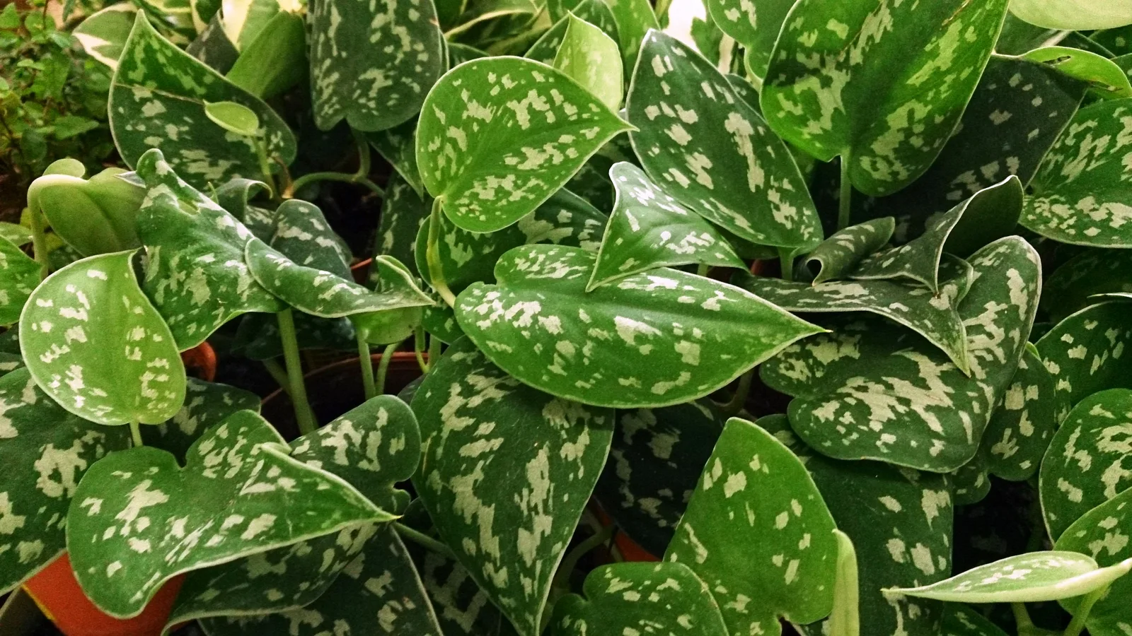 Satin Pothos