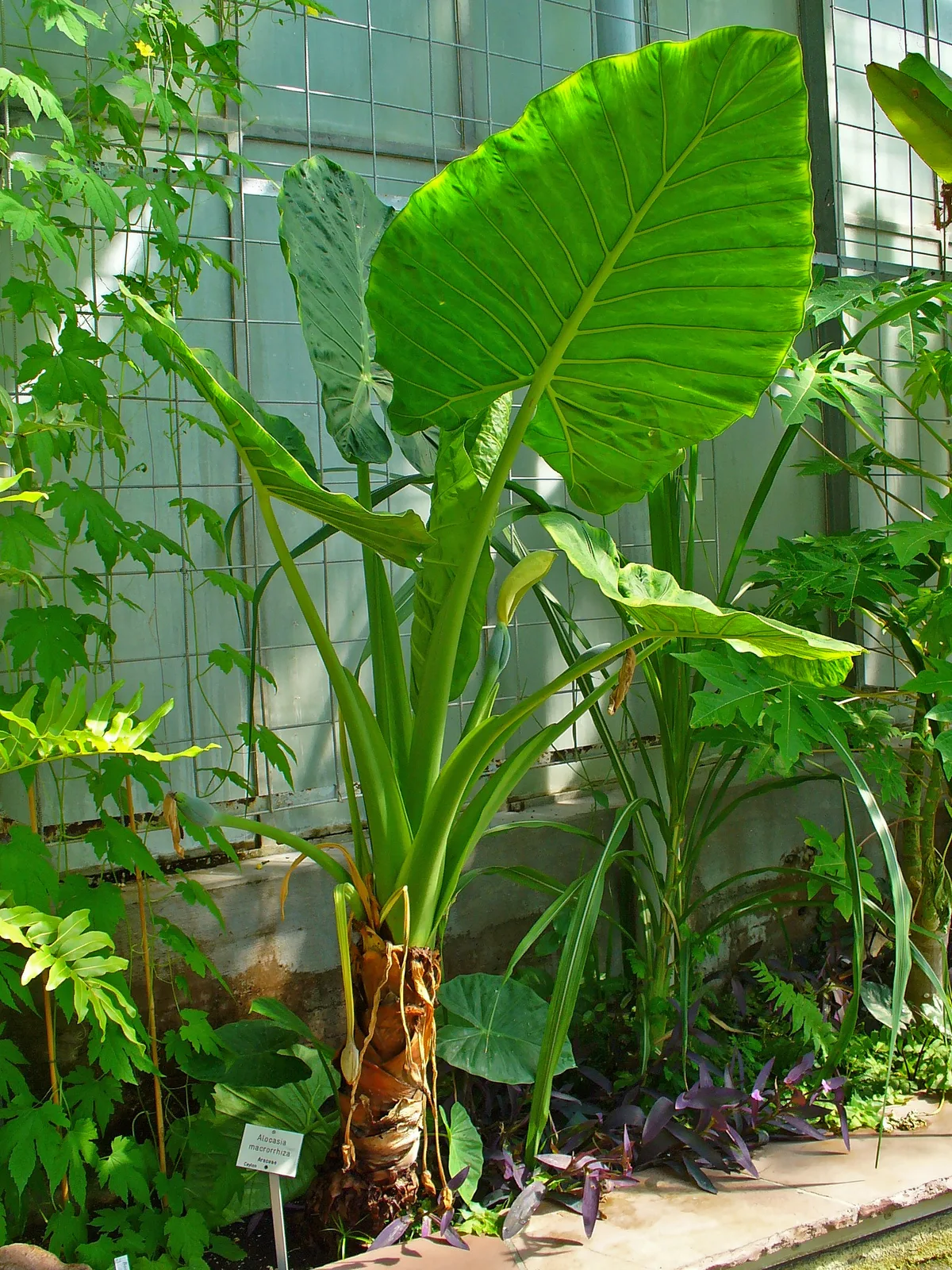 Giant Taro (Alocasia macrorrhizos)