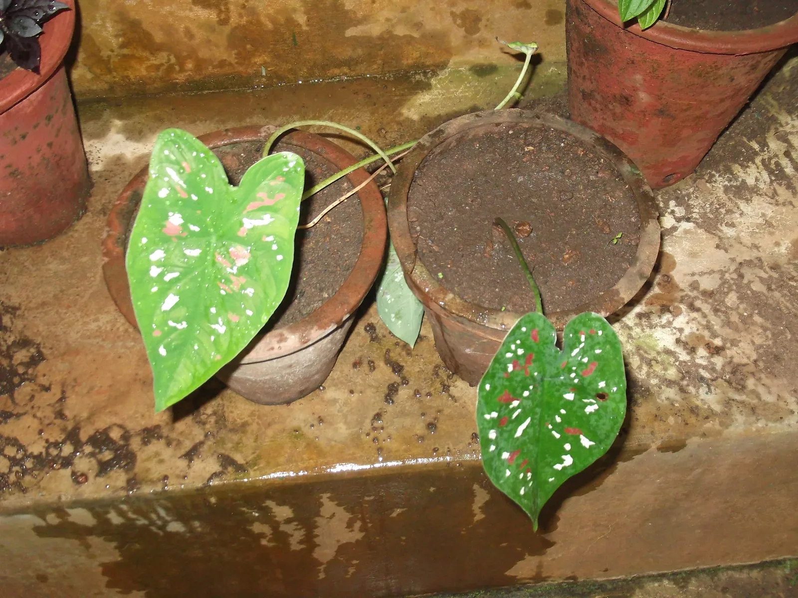 Caladium (Caladium bicolor)