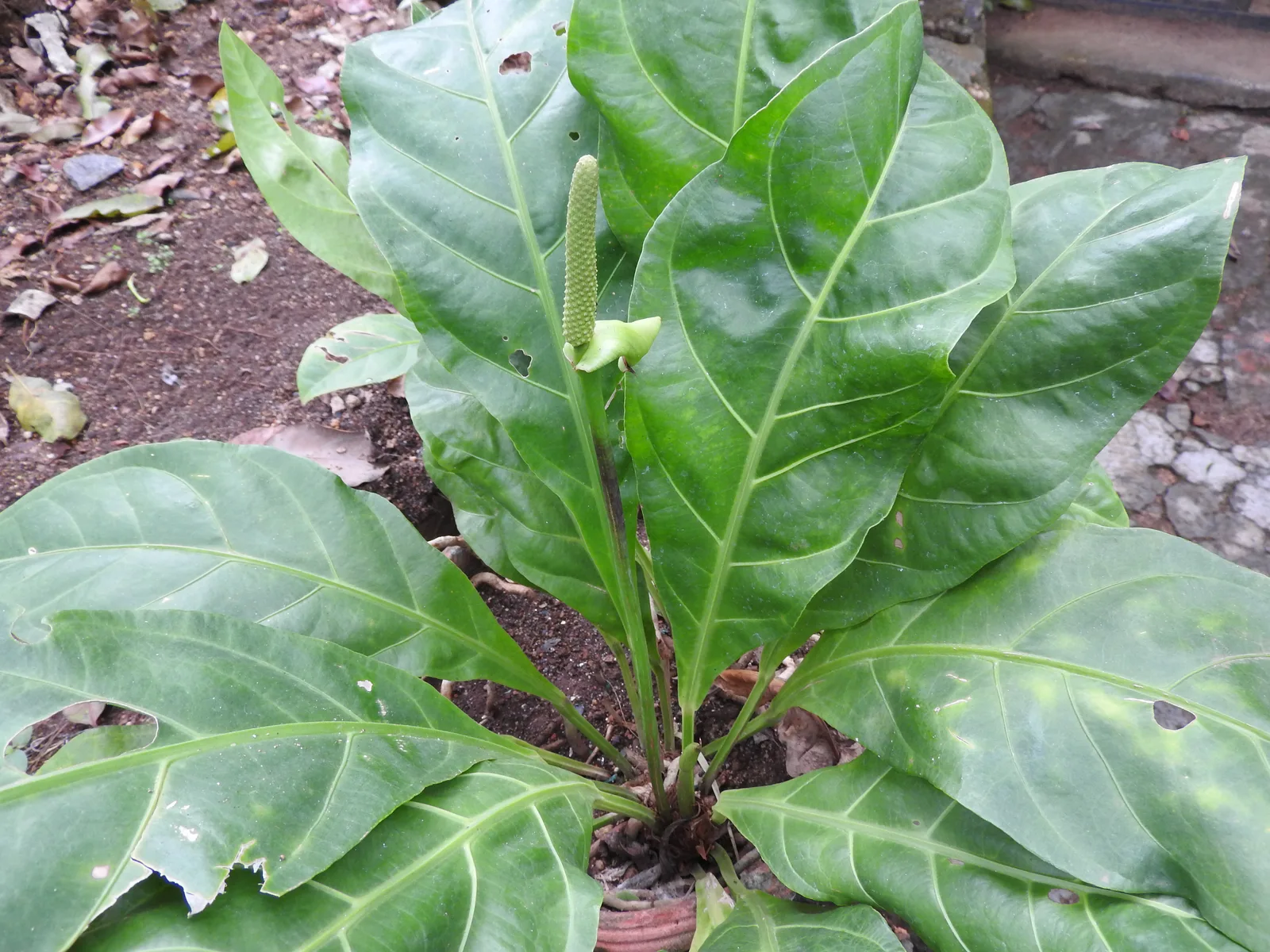 Bird Nest Anthurium (Anthurium hookeri)