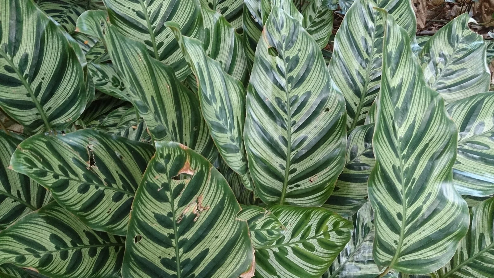 Peacock Plant