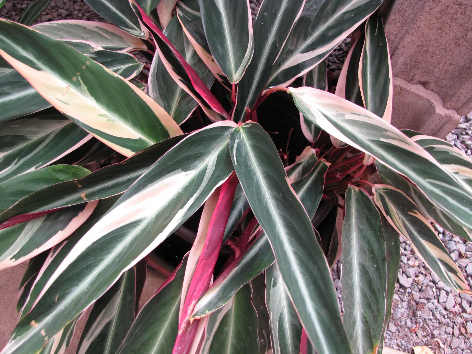 Never Never Plant (Ctenanthe oppenheimiana)