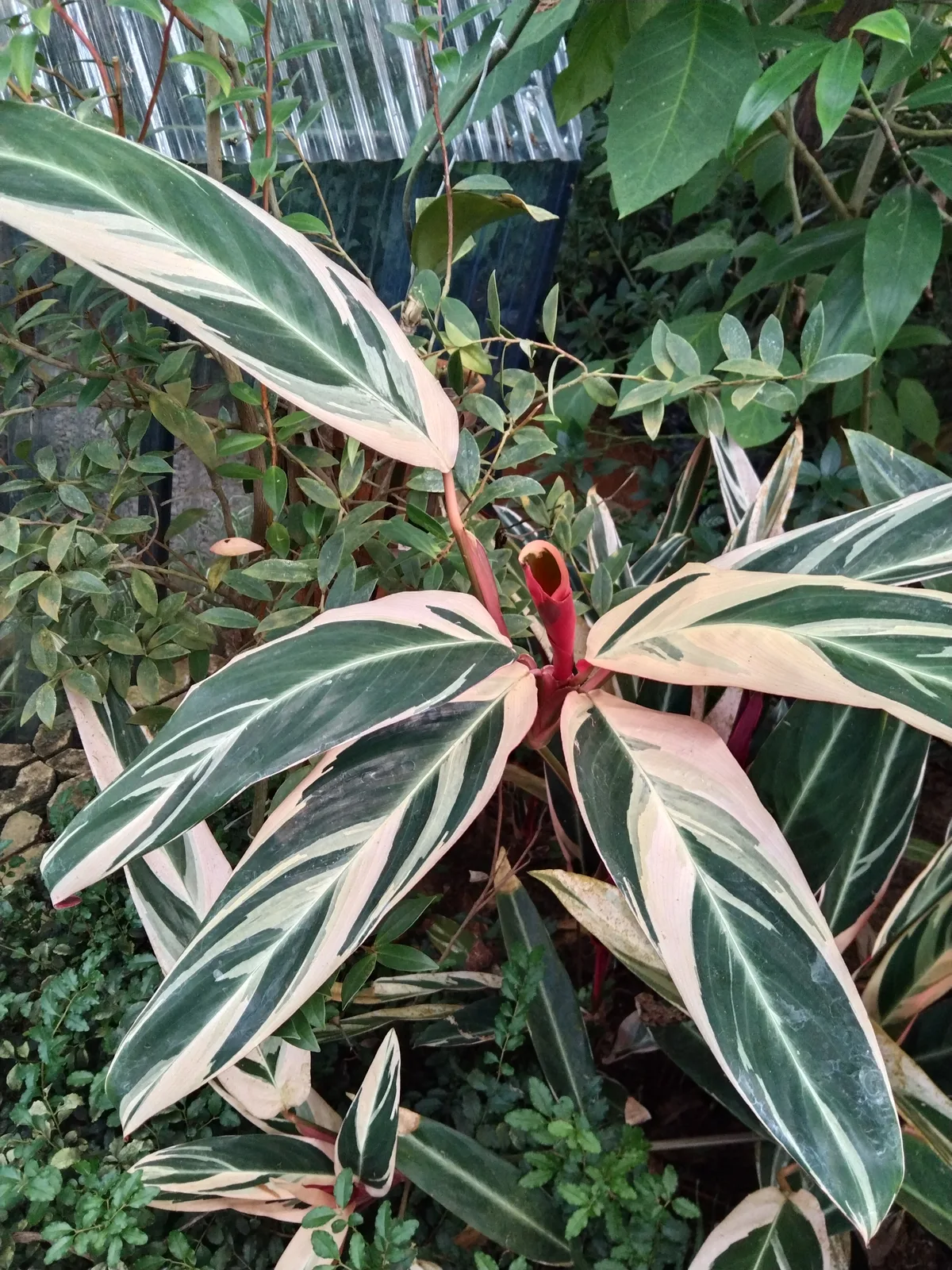 Triostar Stromanthe (Stromanthe sanguinea)