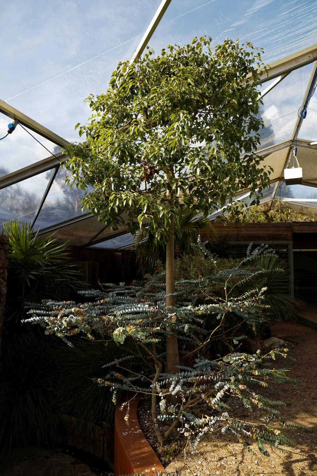 Kurrajong