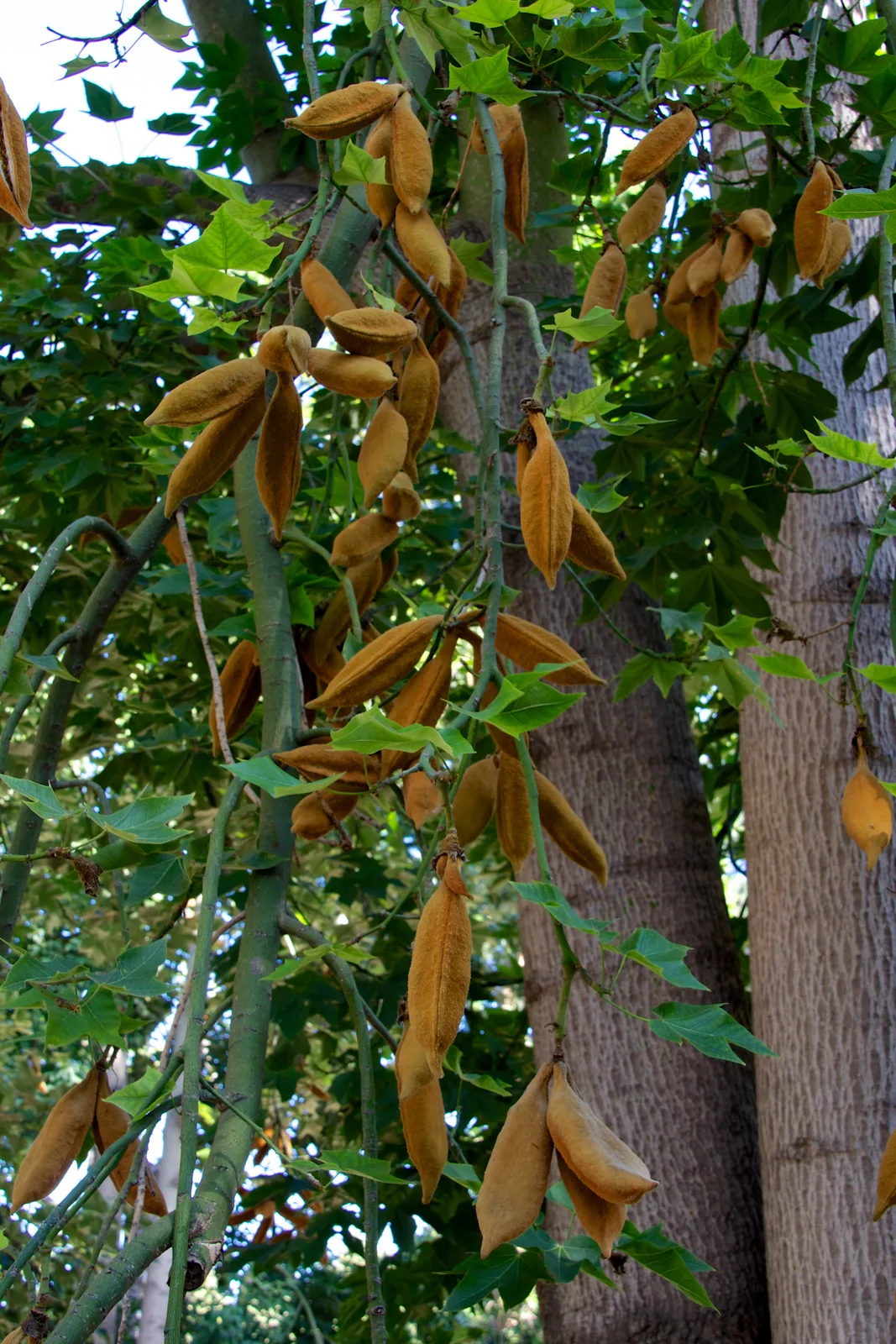 Queensland Lacebark