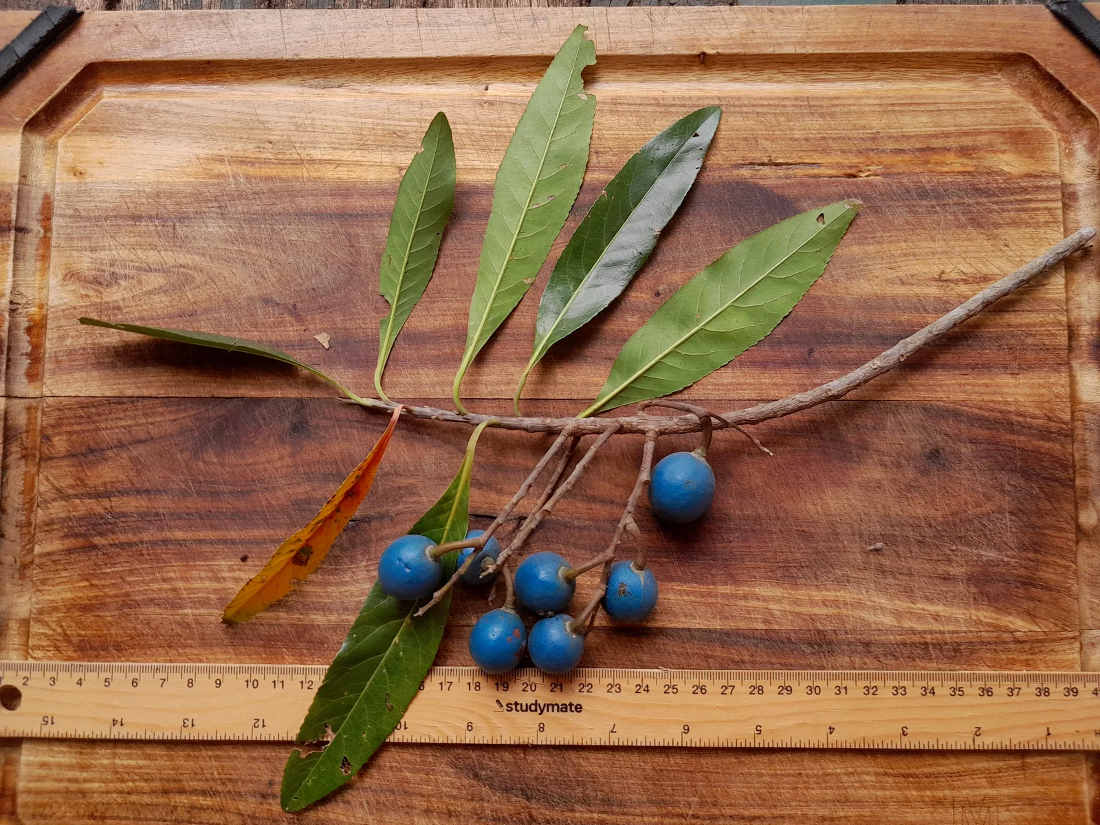 Blue Quandong